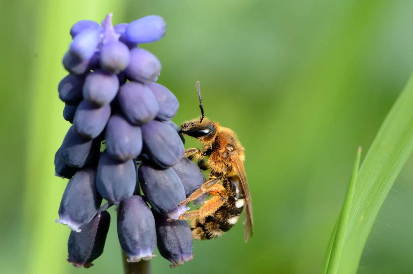Grape Hyacinth (Muscari Armeniacum) — They prefer full to partial sun exposure but it is worth noting they can tolerate light shade, image 104
