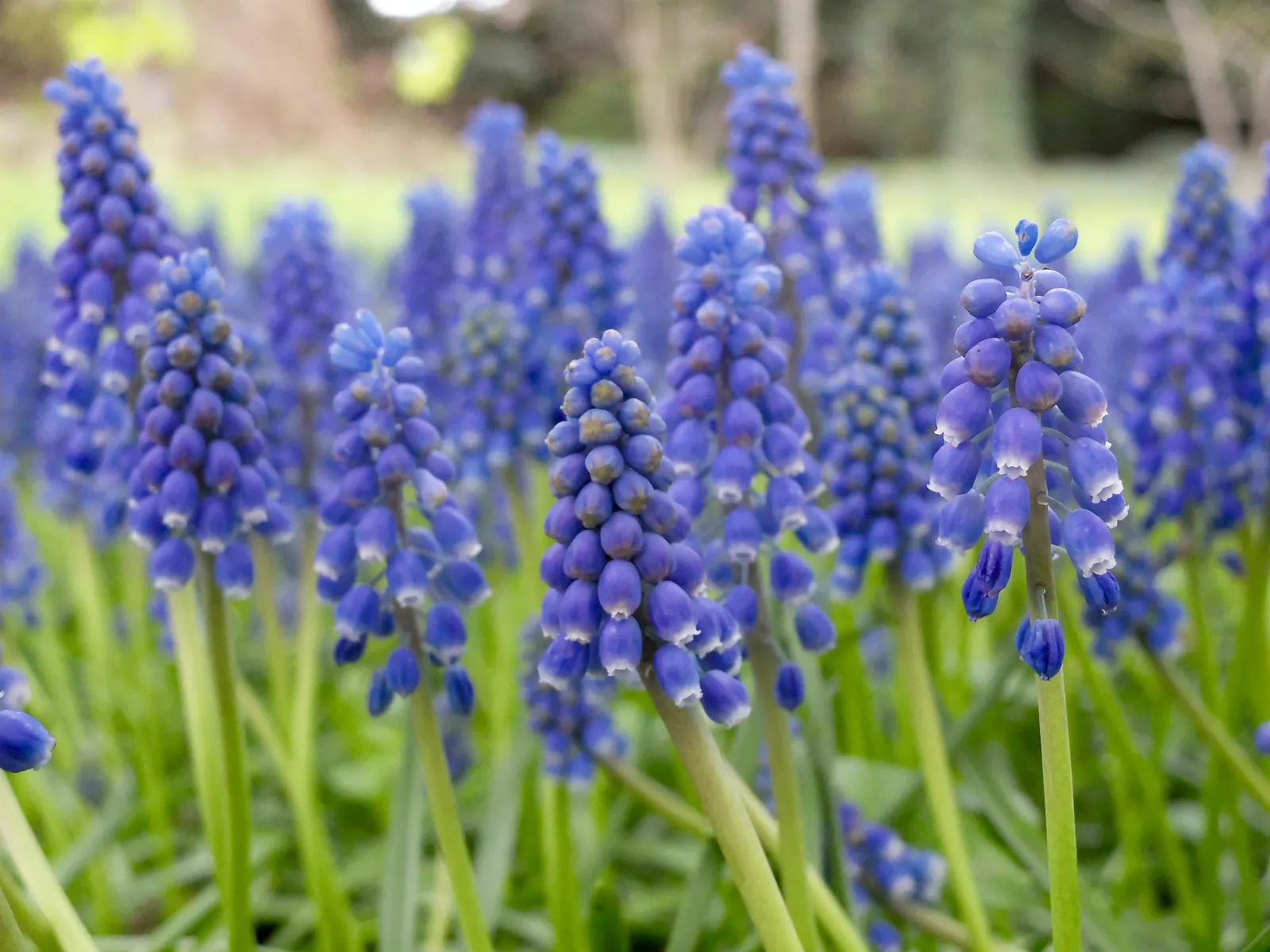 Grape Hyacinth (Muscari Armeniacum) — multiplying and returning with a delightful show year after year; urn-shaped deep blue flowers resembling, image 178