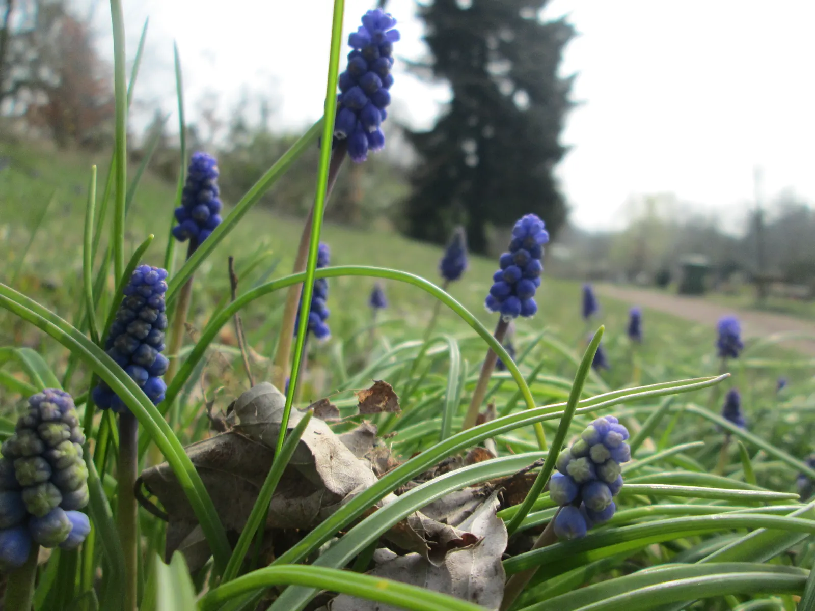 Grape Hyacinth (Muscari Armeniacum) — signifying an adaptability to a range of temperate climates; scientifically named Muscari armeniacum