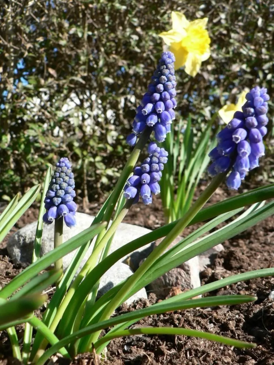 Grape Hyacinth (Muscari Armeniacum) — urn-shaped deep blue flowers resembling tiny grapes; once established, it requires minimal maintenance and is, image 162