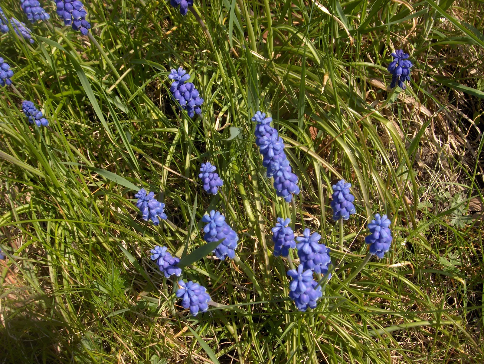 Grape Hyacinth (Muscari Armeniacum) — signaling the arrival of spring; resembling miniature grapes, image 225