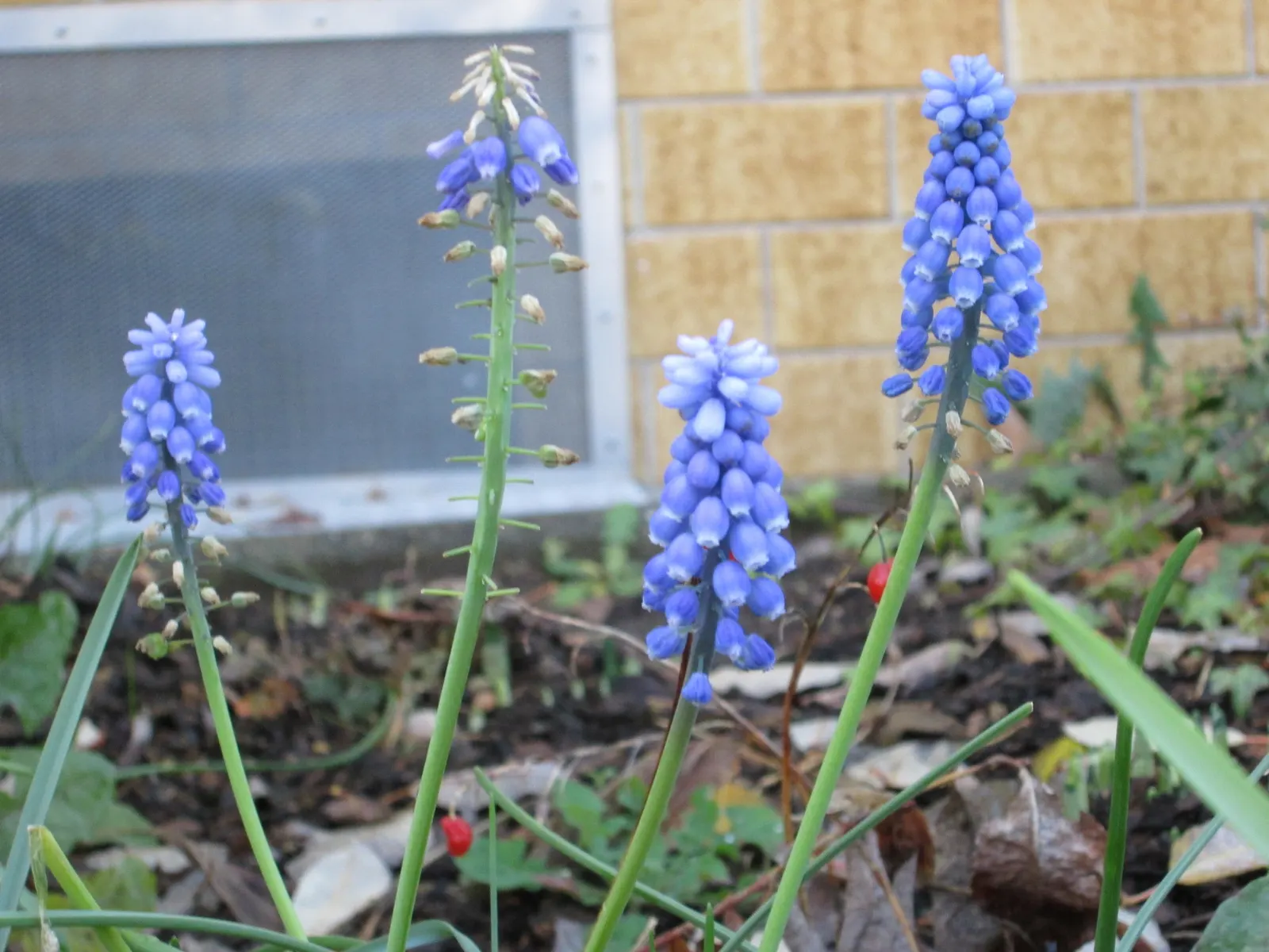 Grape Hyacinth (Muscari Armeniacum) — multiplying and returning with a delightful show year after year
