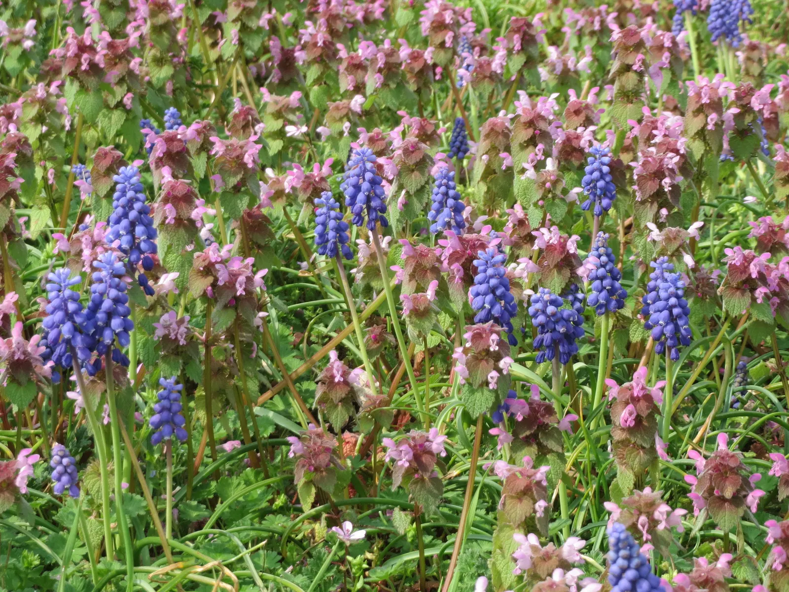 Grape Hyacinth (Muscari Armeniacum) — urn-shaped deep blue flowers resembling tiny grapes; once established, it requires minimal maintenance and is, image 116