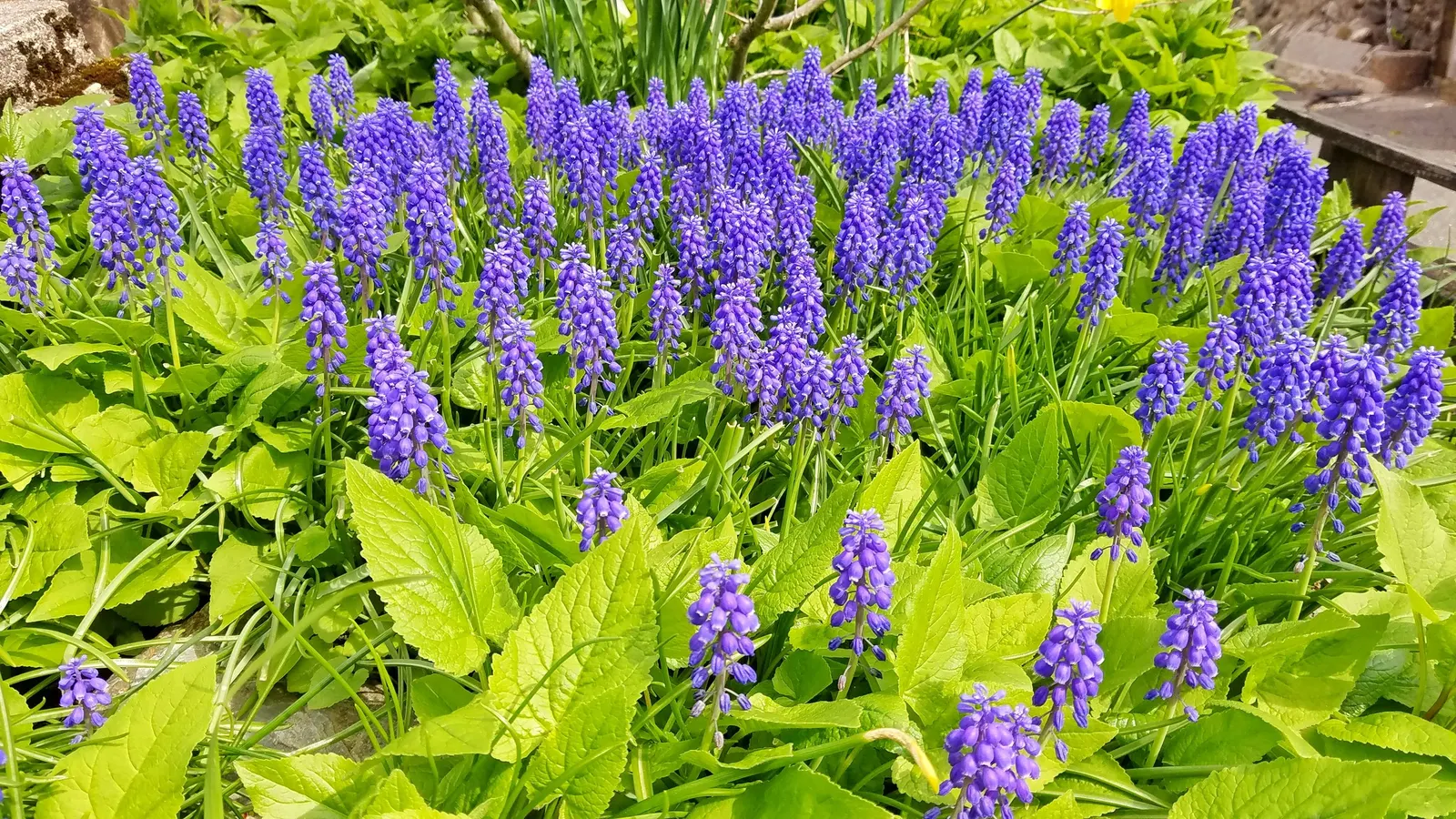 Grape Hyacinth (Muscari Armeniacum) — is a charming and resilient bulbous perennial that would make an excellent addition to your landscape design