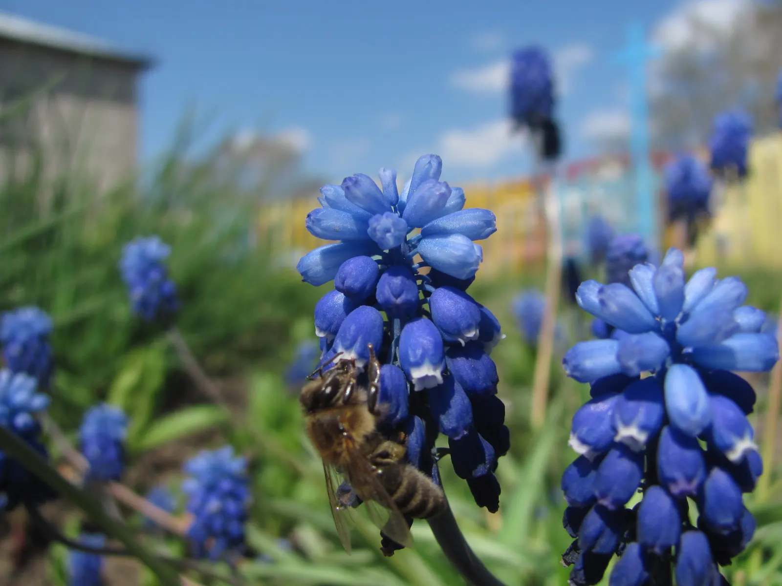 Grape Hyacinth (Muscari Armeniacum) — A planting depth of 3 to 4 inches is recommended to ensure optimal growth; each spike can grow to be 6 to 8, image 130