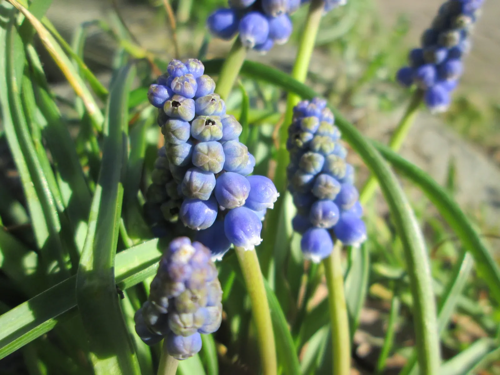 Grape Hyacinth (Muscari Armeniacum) — making them an effortless choice for both beginners and seasoned gardeners.<br><br>When composing your, image 175