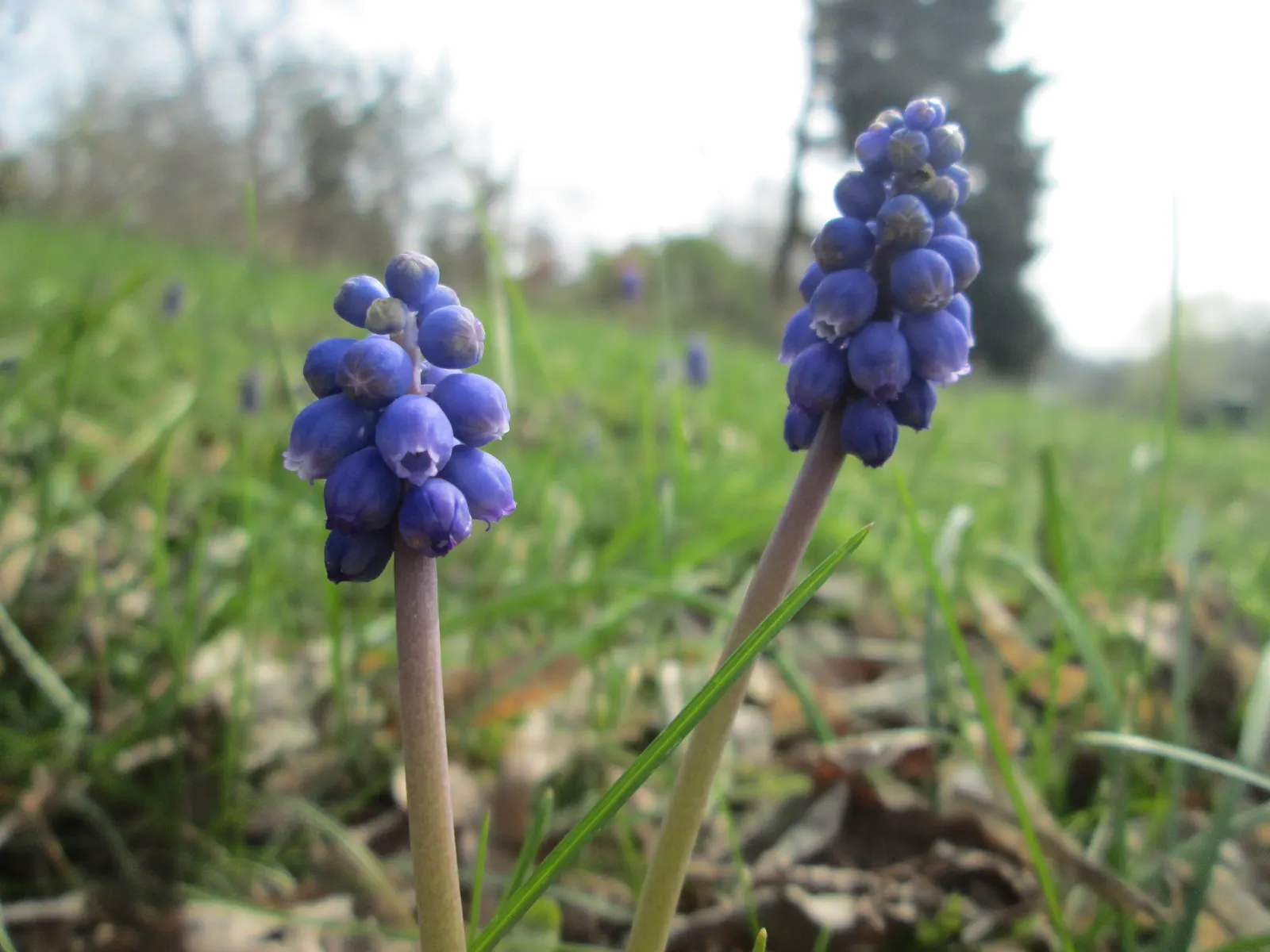 Grape Hyacinth (Muscari Armeniacum) — blue flowers in the garden