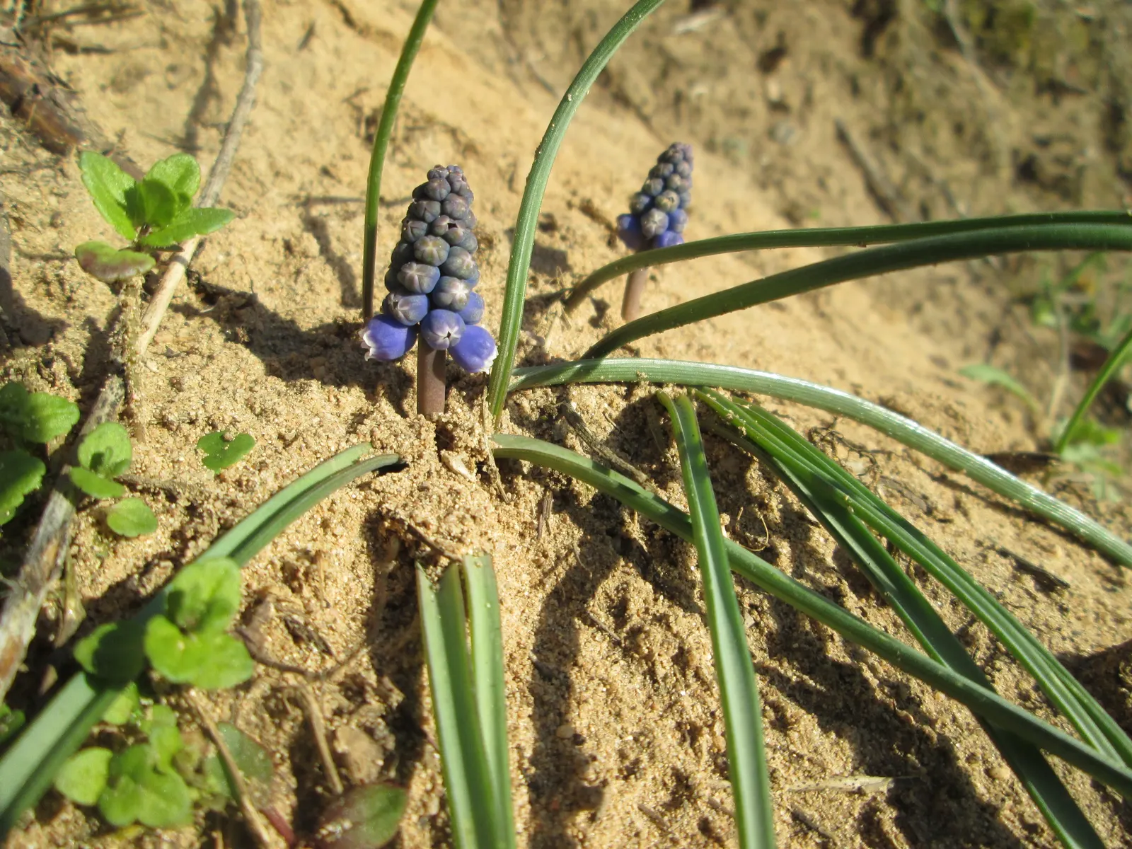 Grape Hyacinth (Muscari Armeniacum) — The plant reaches 6-9 inches in height and thrives in USDA zones 4-8, preferring full sun to partial shade, image 186