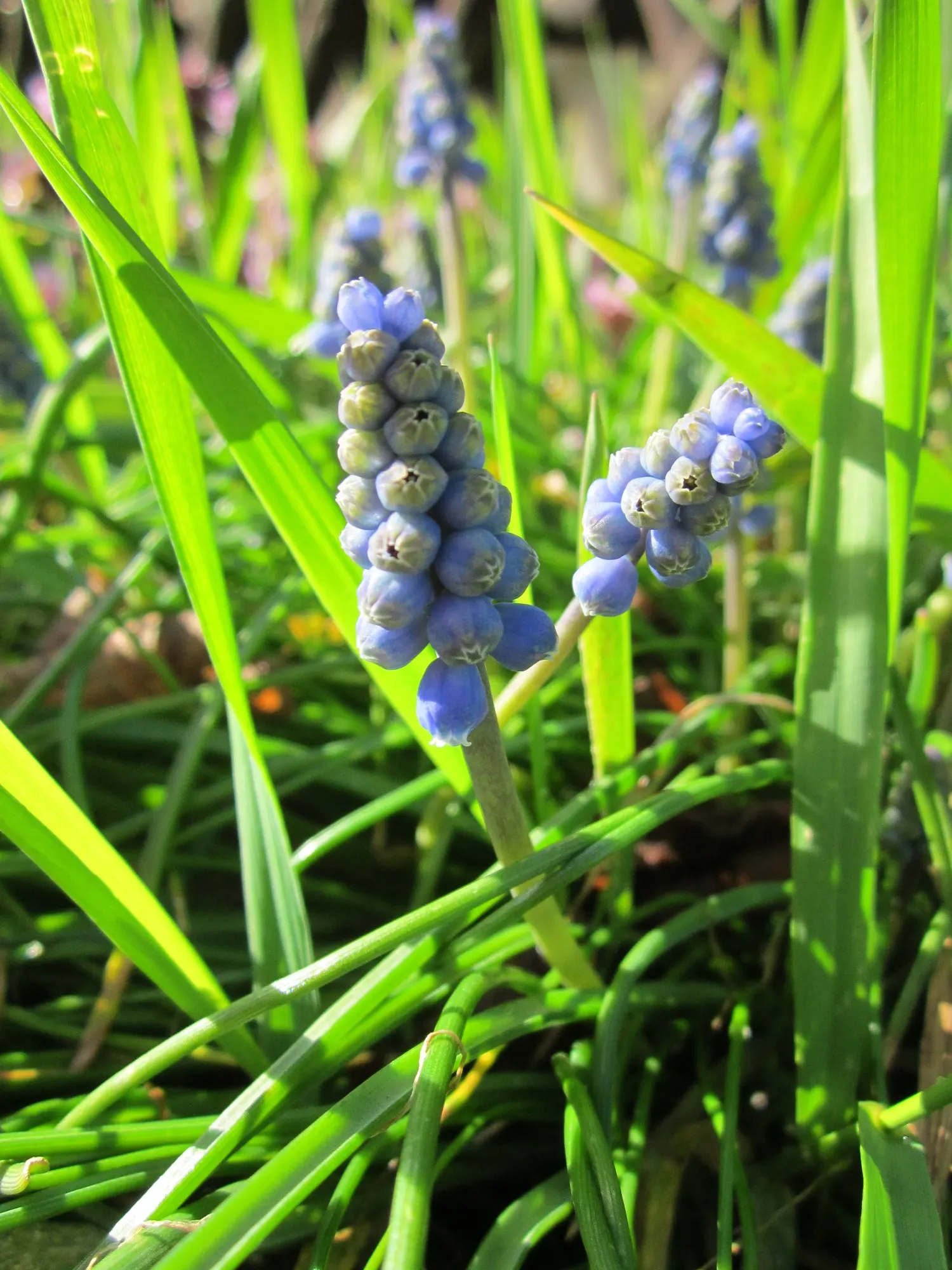 Grape Hyacinth (Muscari Armeniacum) — multiplying and returning with a delightful show year after year; urn-shaped deep blue flowers resembling, image 155