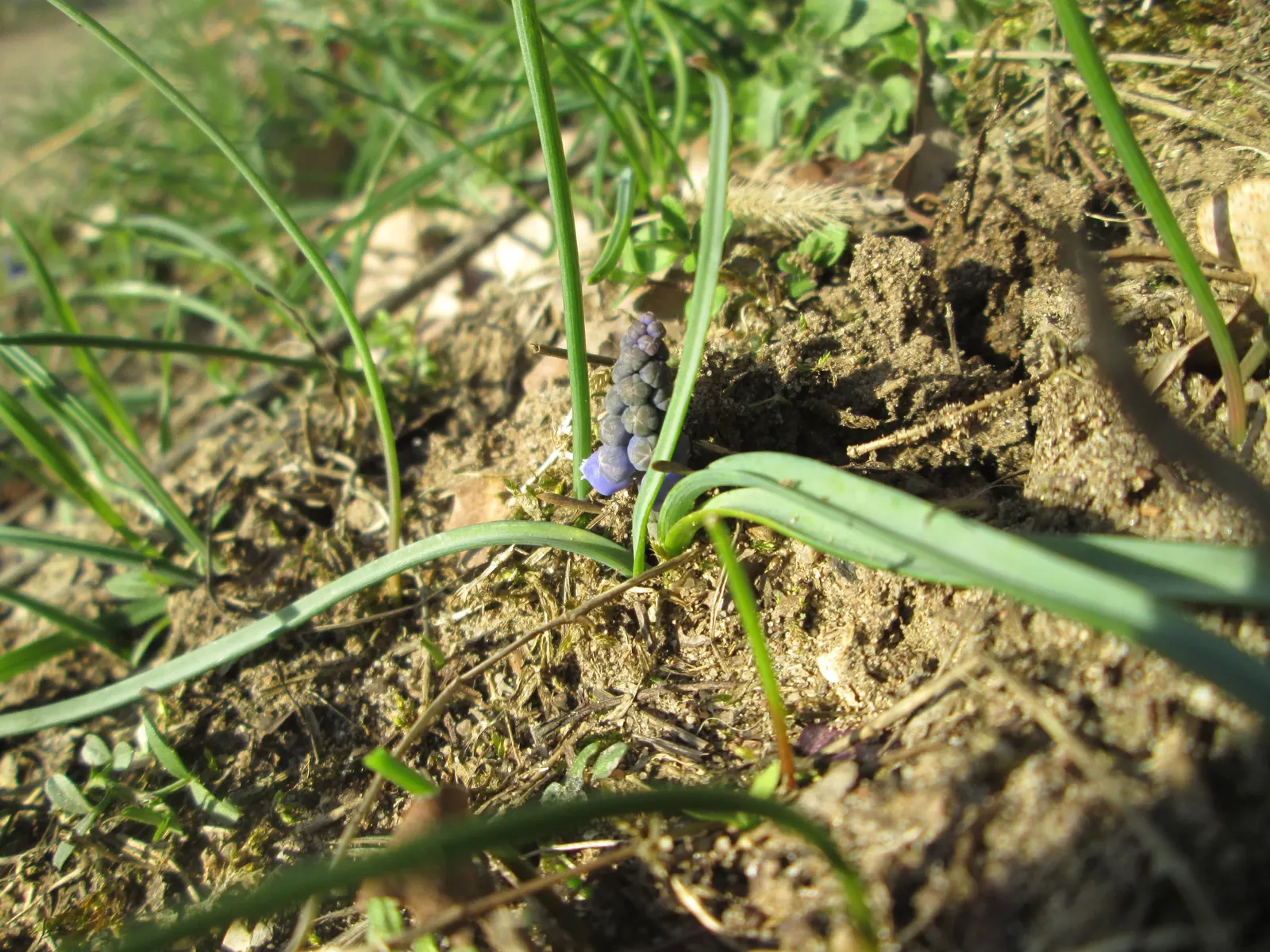 Grape Hyacinth (Muscari Armeniacum) — bulb / ground cover with blue blooms; grape Hyacinths require marginal maintenance, image 229