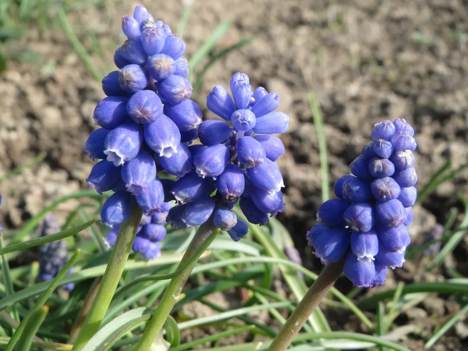 Grape Hyacinth (Muscari Armeniacum) — signaling the arrival of spring; resembling miniature grapes, image 156