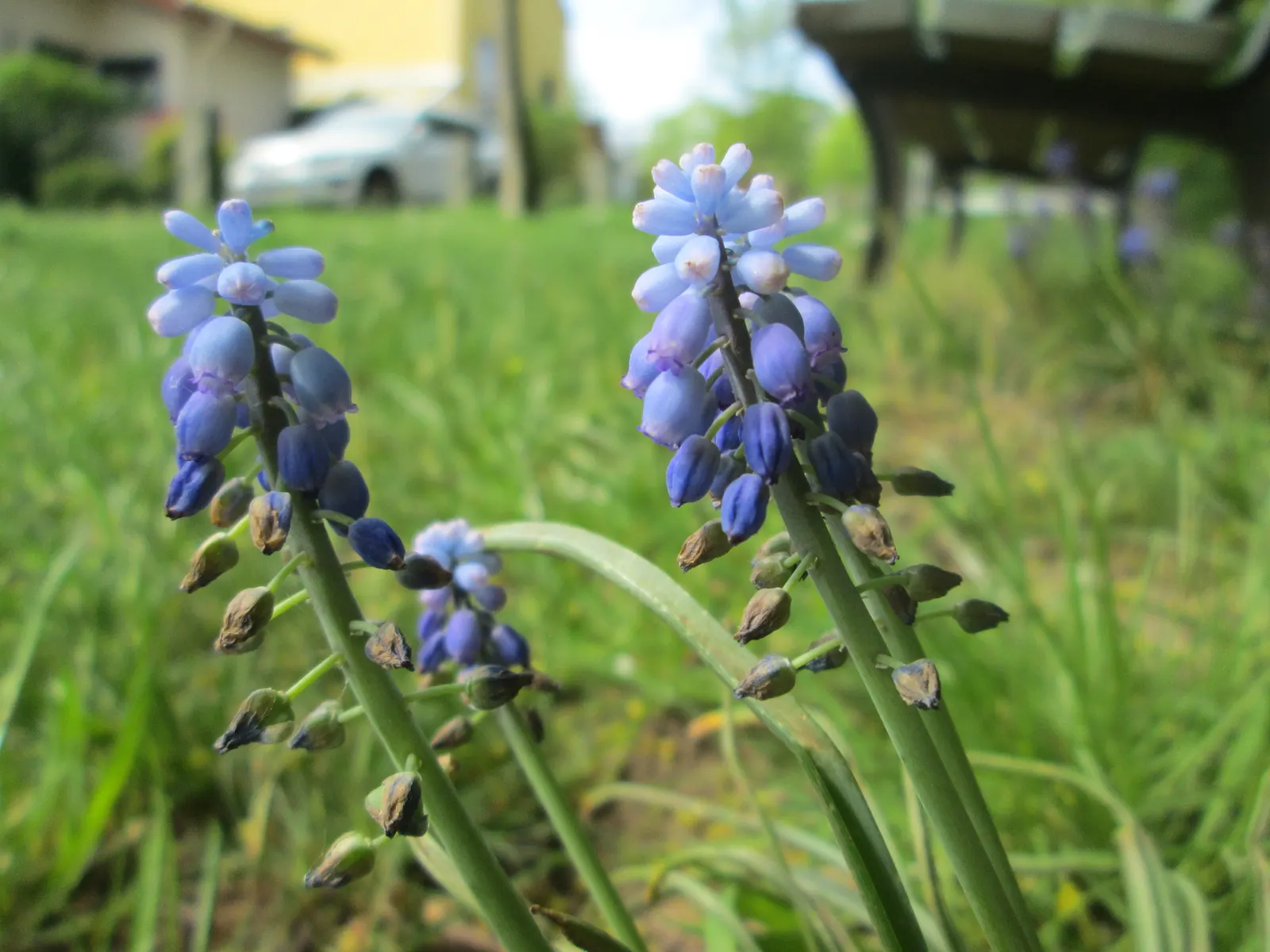 Grape Hyacinth (Muscari Armeniacum) — bulb / ground cover for full or half