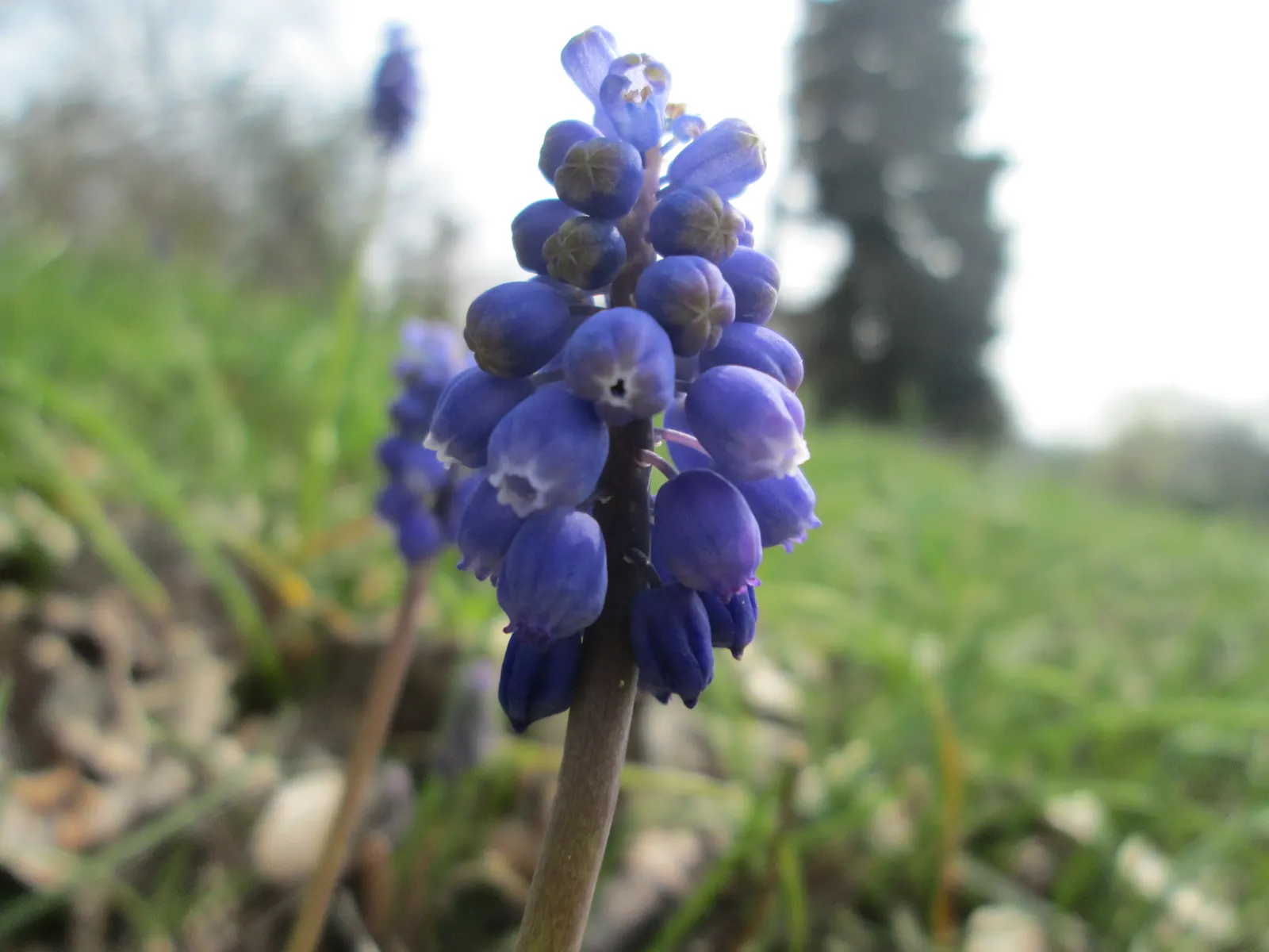 Grape Hyacinth (Muscari Armeniacum) — urn-shaped deep blue flowers resembling tiny grapes; once established, it requires minimal maintenance and is, image 208