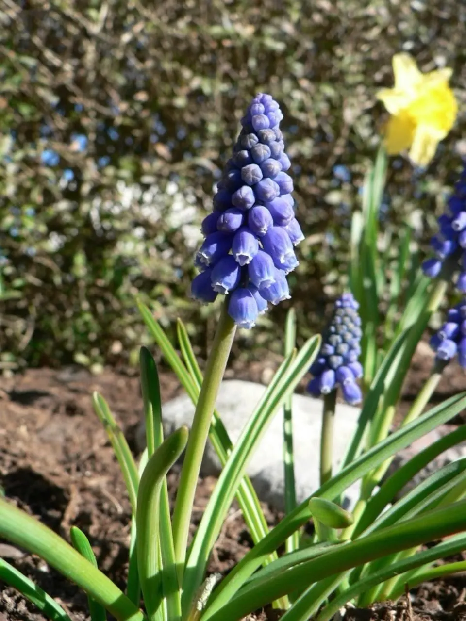 Grape Hyacinth (Muscari Armeniacum) — A planting depth of 3 to 4 inches is recommended to ensure optimal growth; each spike can grow to be 6 to 8, image 199