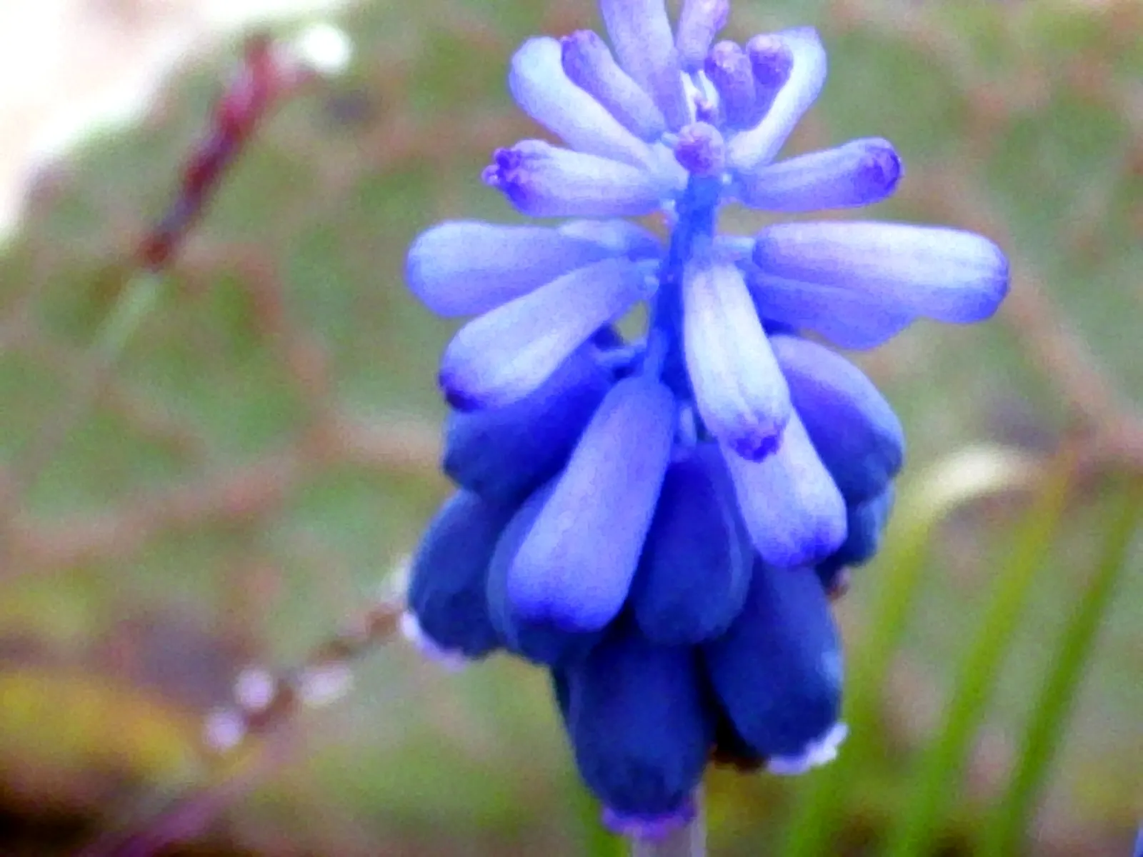 Grape Hyacinth (Muscari Armeniacum) — is a charming and resilient bulbous perennial that would make an excellent addition to your landscape design, image 98