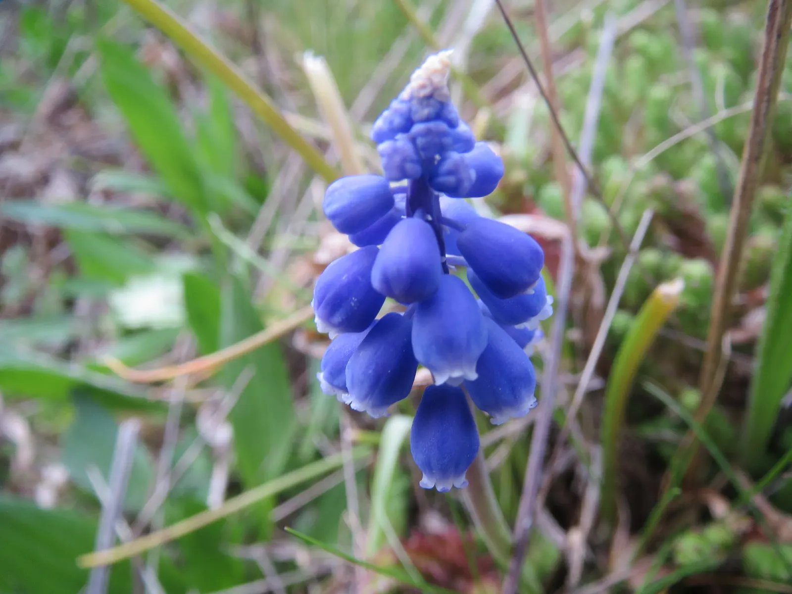 Grape Hyacinth (Muscari Armeniacum) — resembling miniature grapes; this plant is characterized by its densely clustered, image 100
