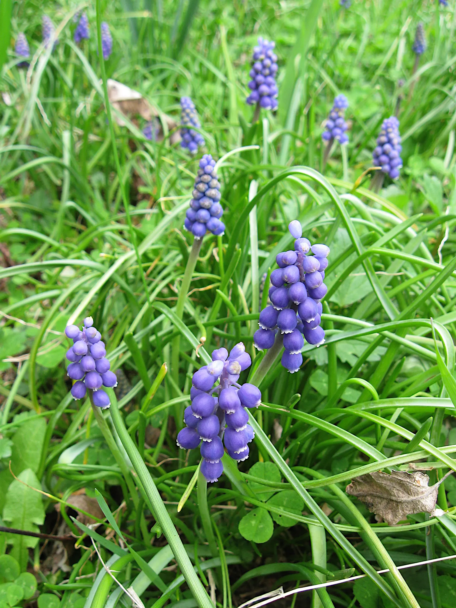 Grape Hyacinth (Muscari Armeniacum) — Once established, it requires minimal maintenance and is deer-resistant