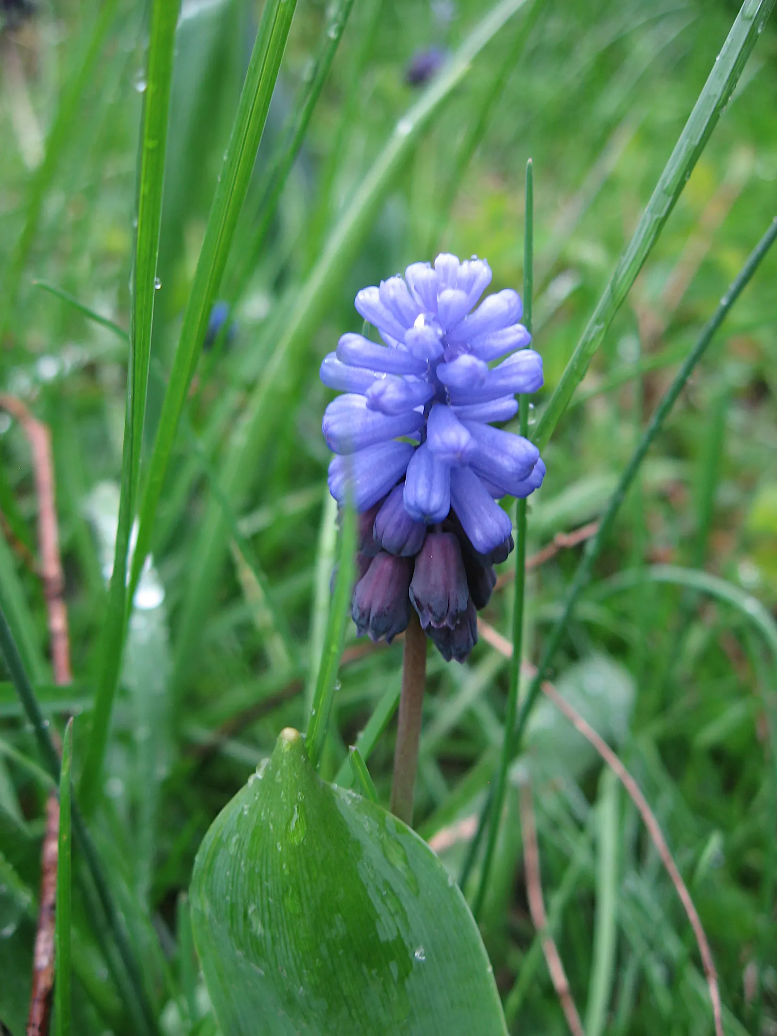 Grape Hyacinth (Muscari Armeniacum) — scientifically named Muscari armeniacum; that bloom in a striking deep cobalt blue with a purplish tinge, image 166