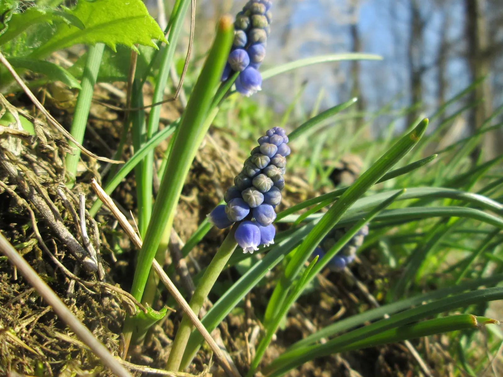 Grape Hyacinth (Muscari Armeniacum) — scientifically named Muscari armeniacum; that bloom in a striking deep cobalt blue with a purplish tinge, image 143