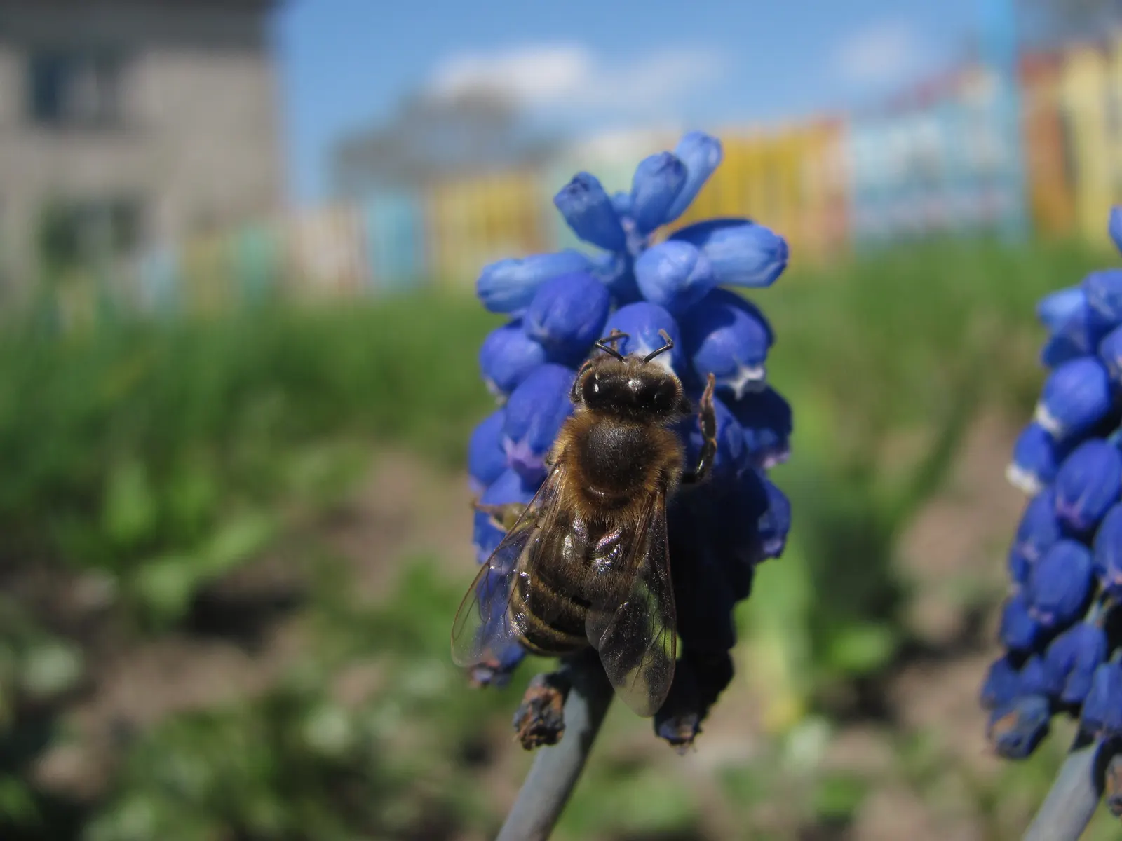 Grape Hyacinth (Muscari Armeniacum) — signaling the arrival of spring; resembling miniature grapes, image 179