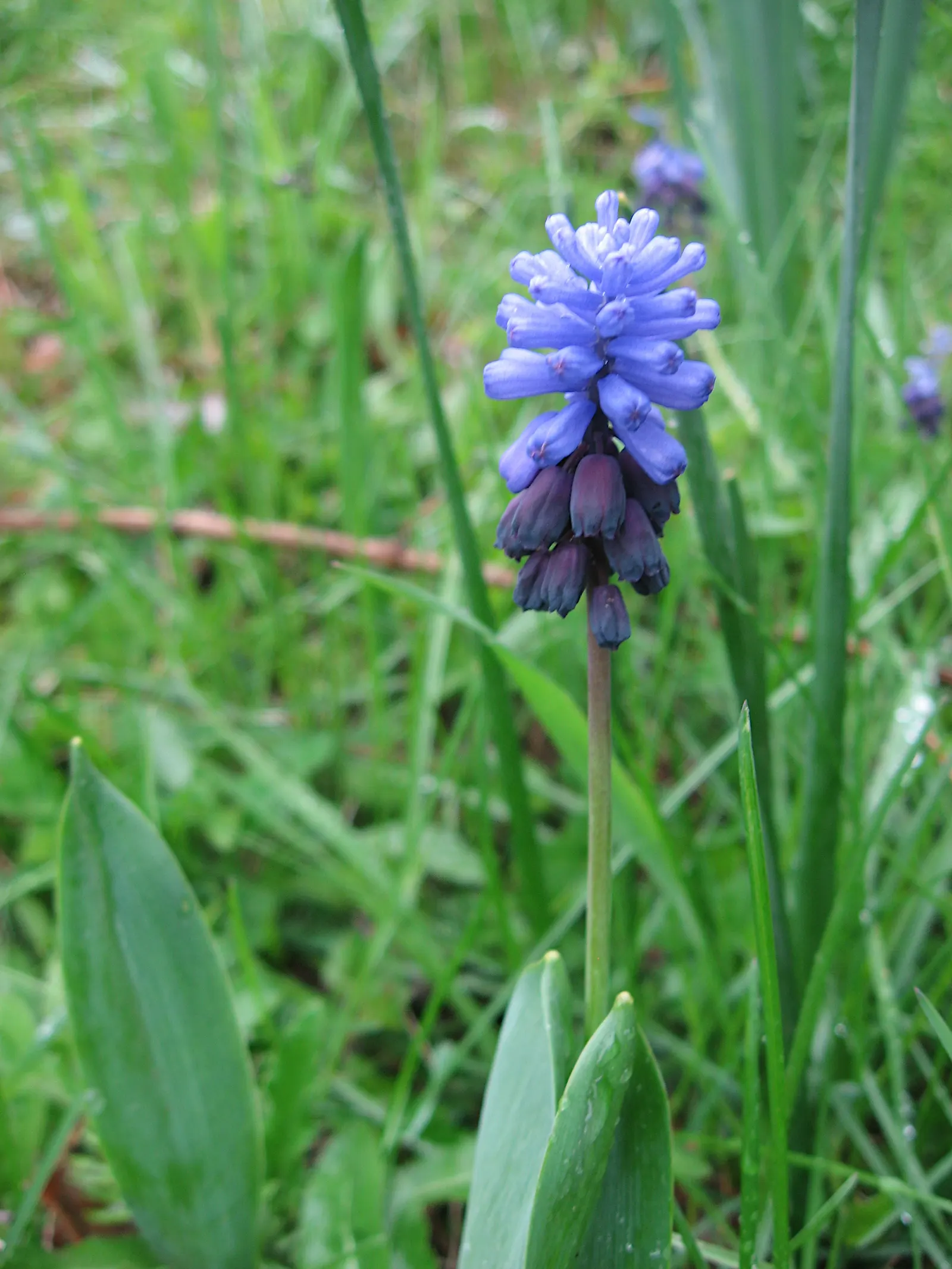 Grape Hyacinth (Muscari Armeniacum) — They prefer full to partial sun exposure but it is worth noting they can tolerate light shade, image 150