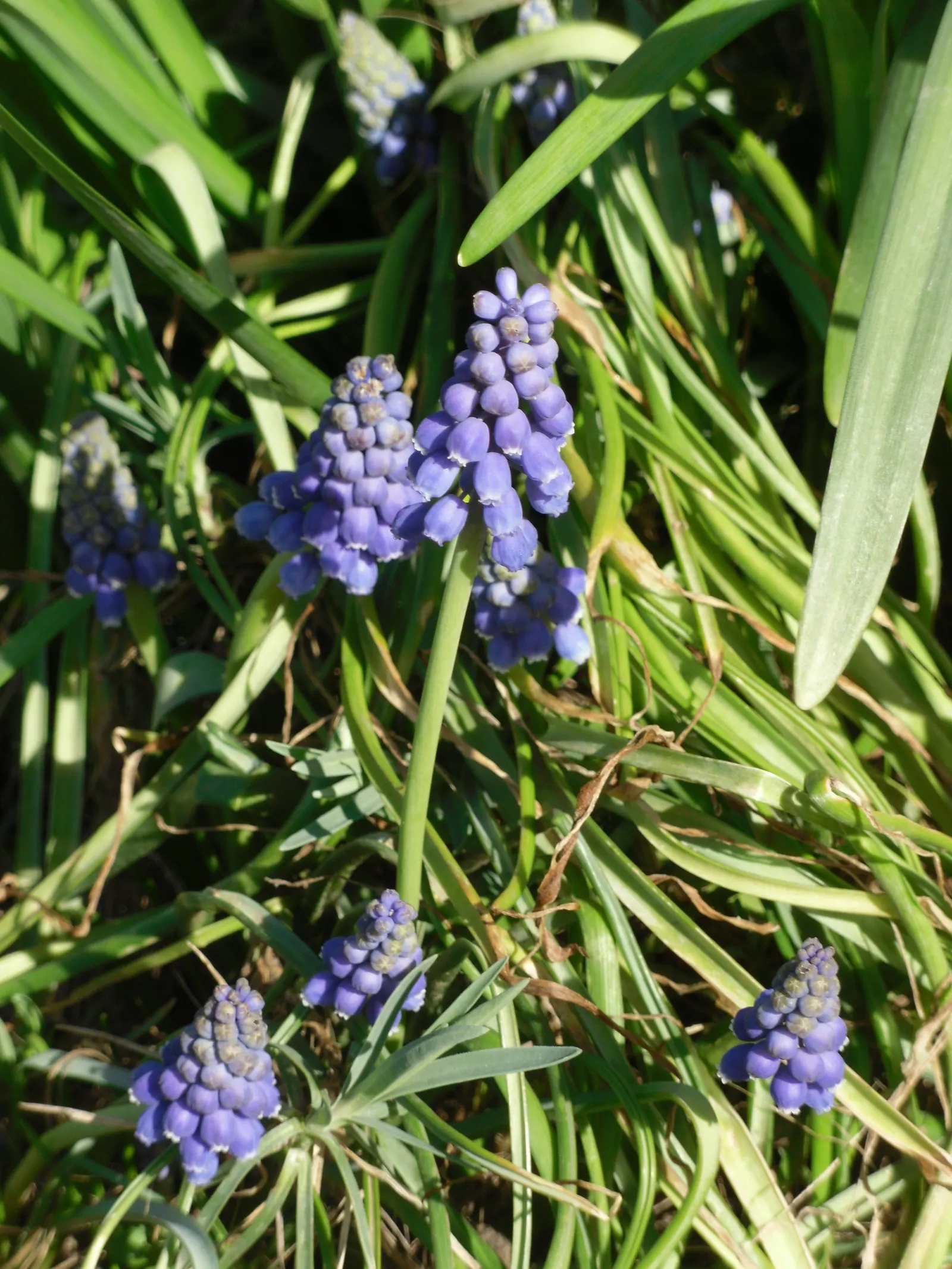 Grape Hyacinth (Muscari Armeniacum) — multiplying and returning with a delightful show year after year; urn-shaped deep blue flowers resembling, image 132