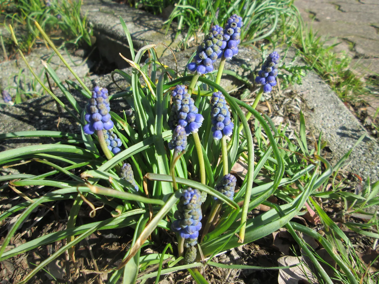 Grape Hyacinth (Muscari Armeniacum) — The plant reaches 6-9 inches in height and thrives in USDA zones 4-8, preferring full sun to partial shade