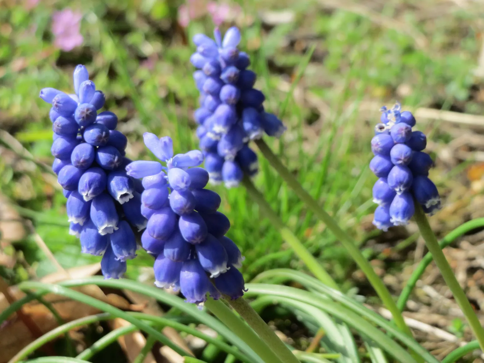 Grape Hyacinth (Muscari Armeniacum) — Once established, it requires minimal maintenance and is deer-resistant; the plant reaches 6-9 inches in, image 188