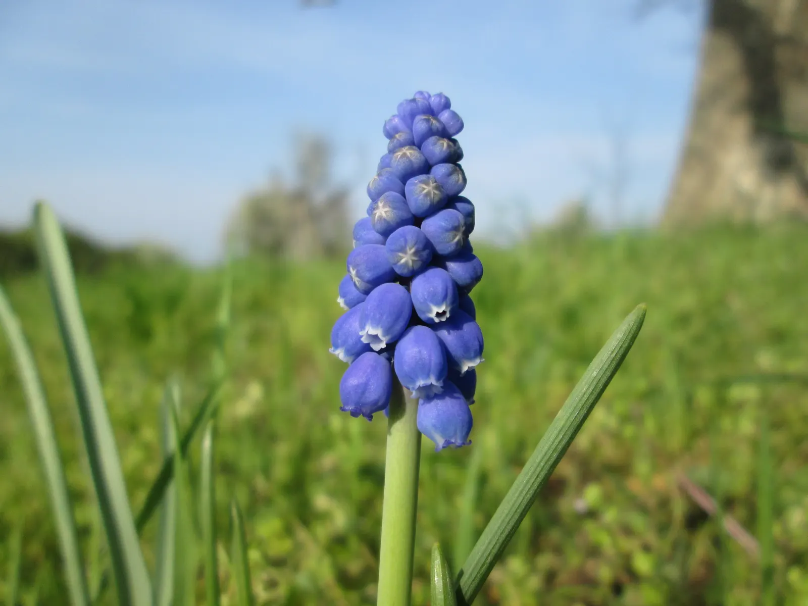 Grape Hyacinth (Muscari Armeniacum) — signifying an adaptability to a range of temperate climates; scientifically named Muscari armeniacum, image 218