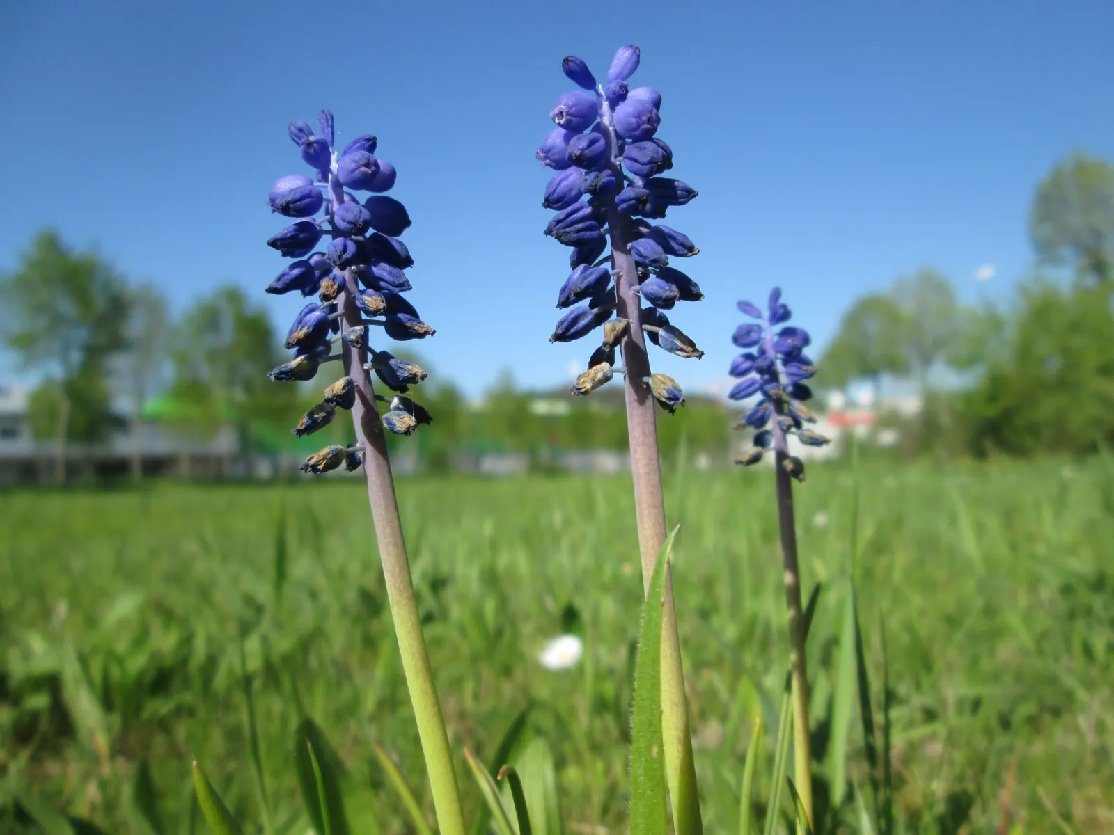 Grape Hyacinth (Muscari Armeniacum) — Grape Hyacinths require marginal maintenance; it also pairs beautifully with other spring bloomers like, image 197