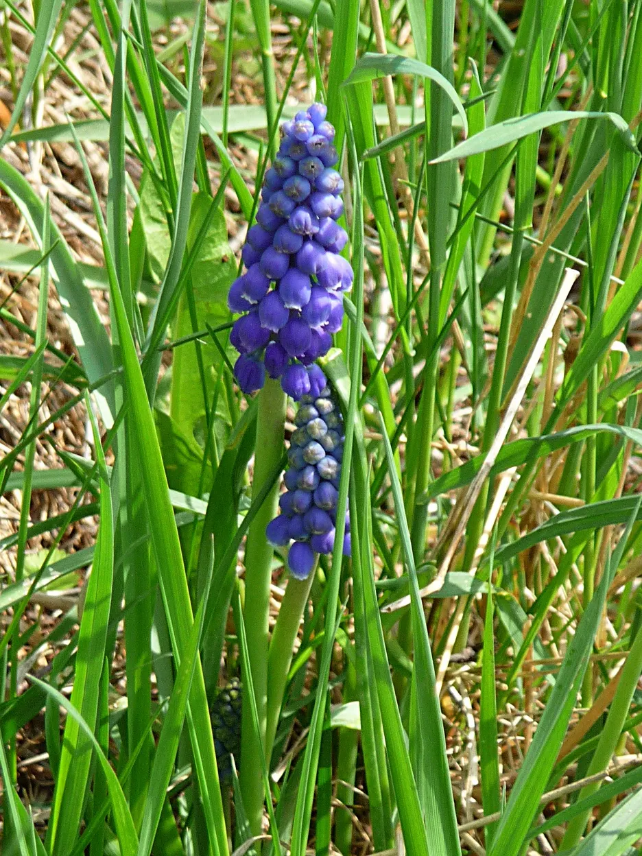 Grape Hyacinth (Muscari Armeniacum) — scientifically named Muscari armeniacum; that bloom in a striking deep cobalt blue with a purplish tinge, image 74