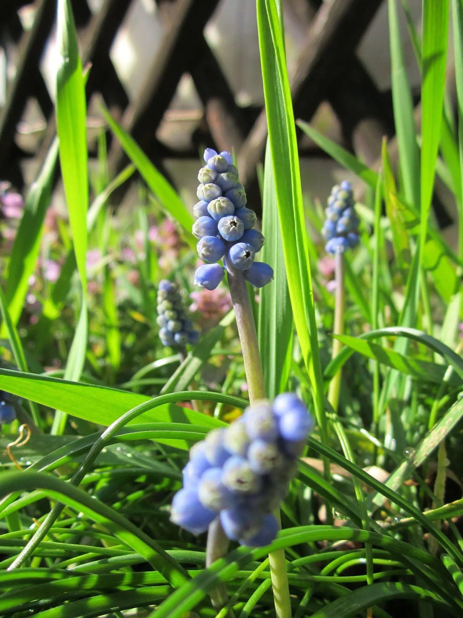 Grape Hyacinth (Muscari Armeniacum) — adding a striking blue hue to borders and rock gardens; signaling the arrival of spring, image 164