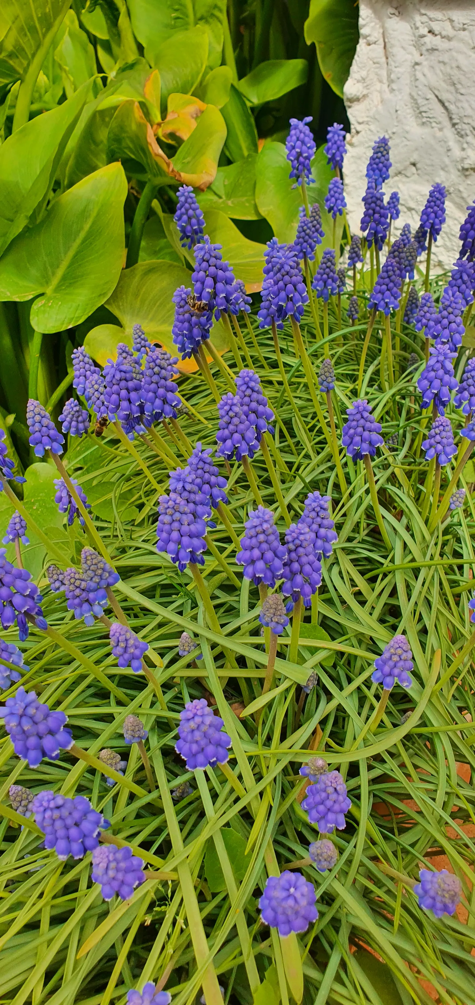 Grape Hyacinth (Muscari Armeniacum) — It also pairs beautifully with other spring bloomers like tulips and daffodils; a planting depth of 3 to 4, image 88