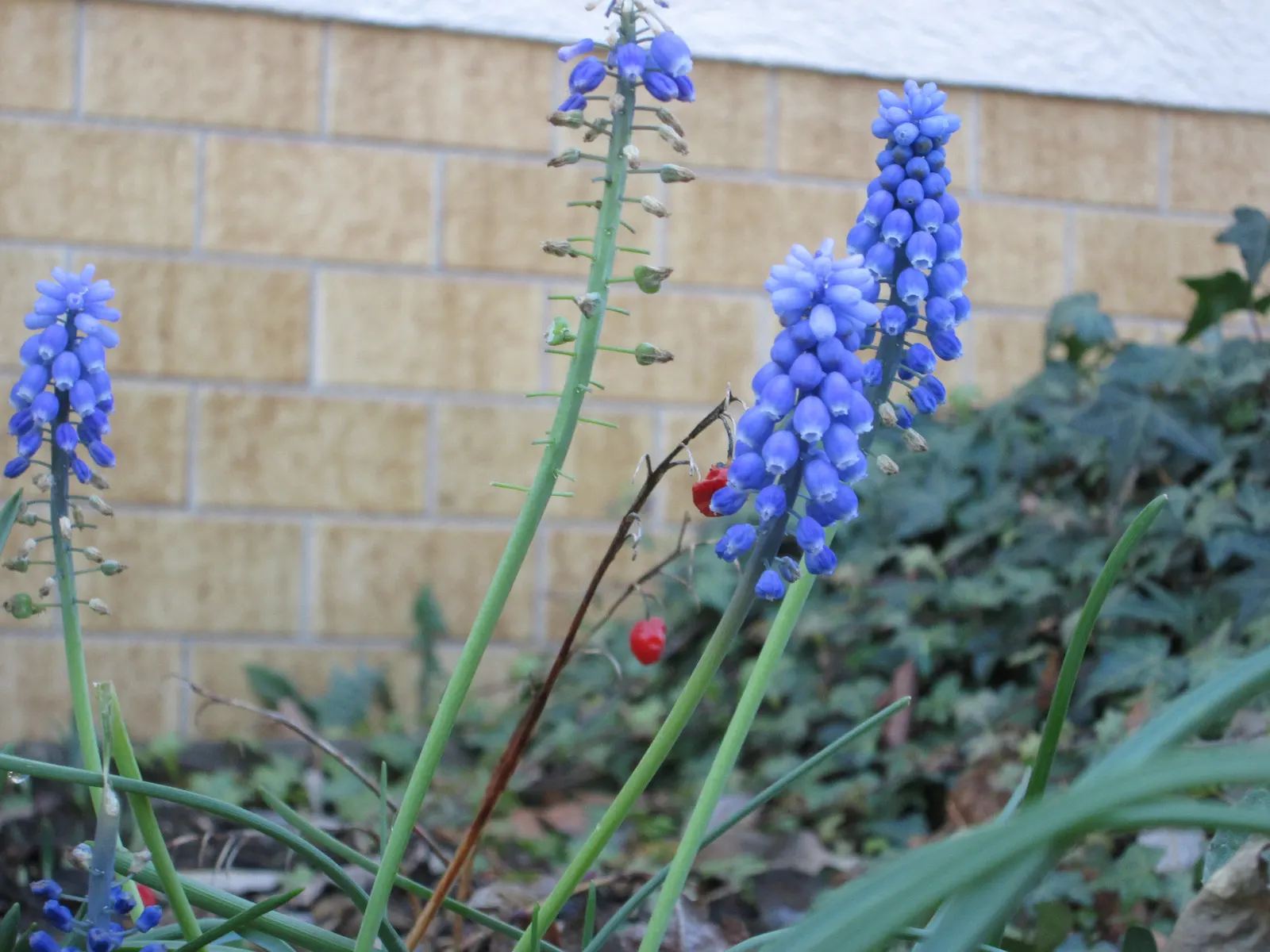 Grape Hyacinth (Muscari Armeniacum) — offering a layered look of contrasting shapes and heights; bulb / ground cover with blue blooms