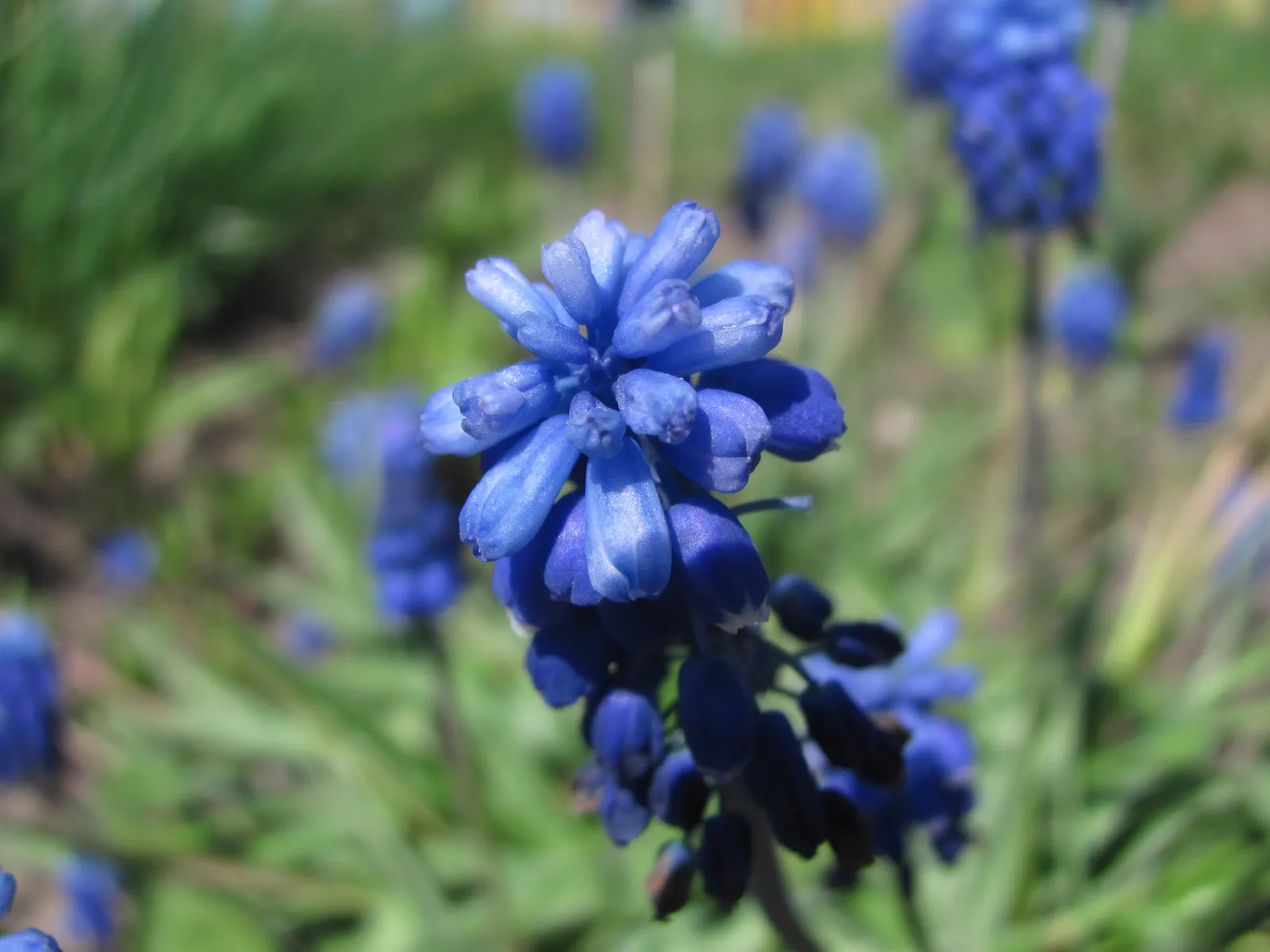 Grape Hyacinth (Muscari Armeniacum) — It also pairs beautifully with other spring bloomers like tulips and daffodils; a planting depth of 3 to 4, image 65