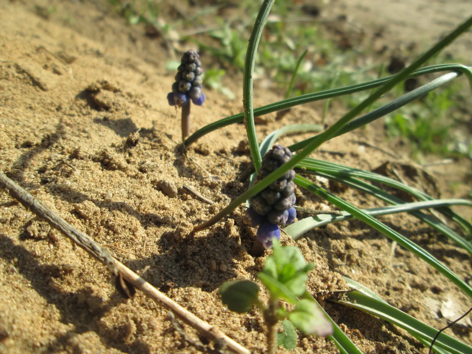 Grape Hyacinth (Muscari Armeniacum) — is a charming and resilient bulbous perennial that would make an excellent addition to your landscape design, image 52