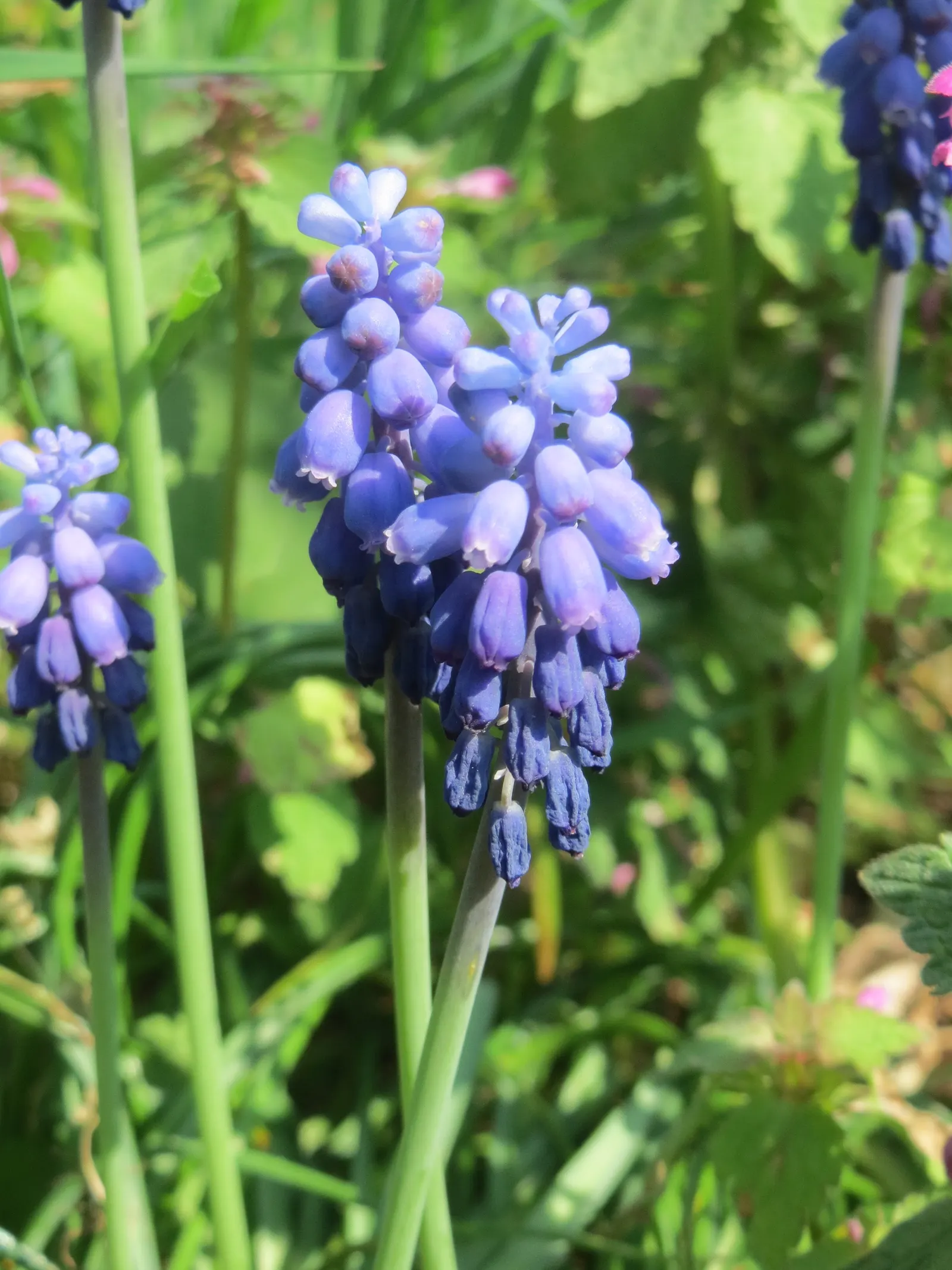Grape Hyacinth (Muscari Armeniacum) — scientifically named Muscari armeniacum; that bloom in a striking deep cobalt blue with a purplish tinge, image 189