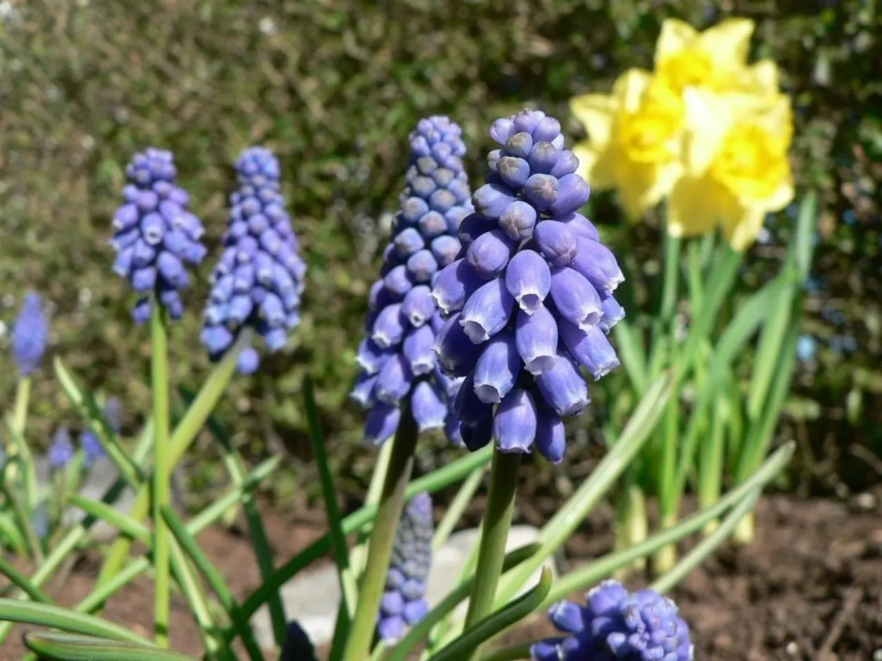 Grape Hyacinth (Muscari Armeniacum) — is a charming and resilient bulbous perennial that would make an excellent addition to your landscape design, image 167