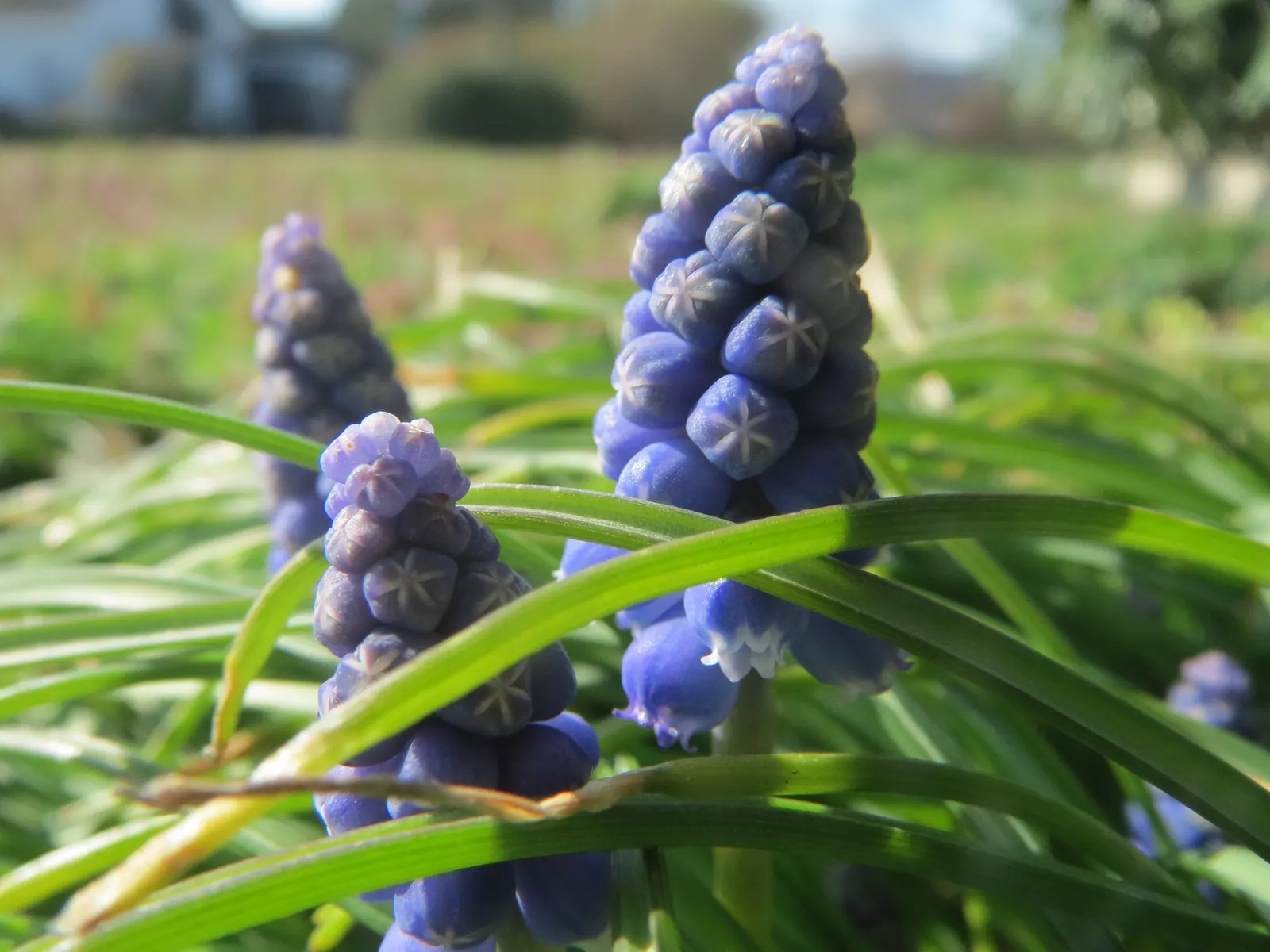 Grape Hyacinth (Muscari Armeniacum) — signifying an adaptability to a range of temperate climates; scientifically named Muscari armeniacum, image 57