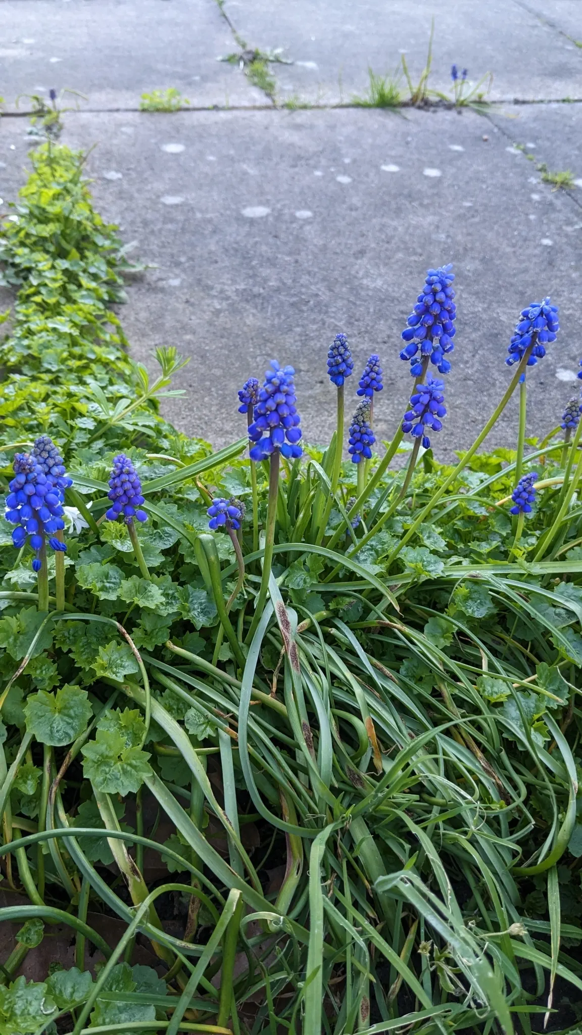 Grape Hyacinth (Muscari Armeniacum) — adding a striking blue hue to borders and rock gardens; signaling the arrival of spring, image 49