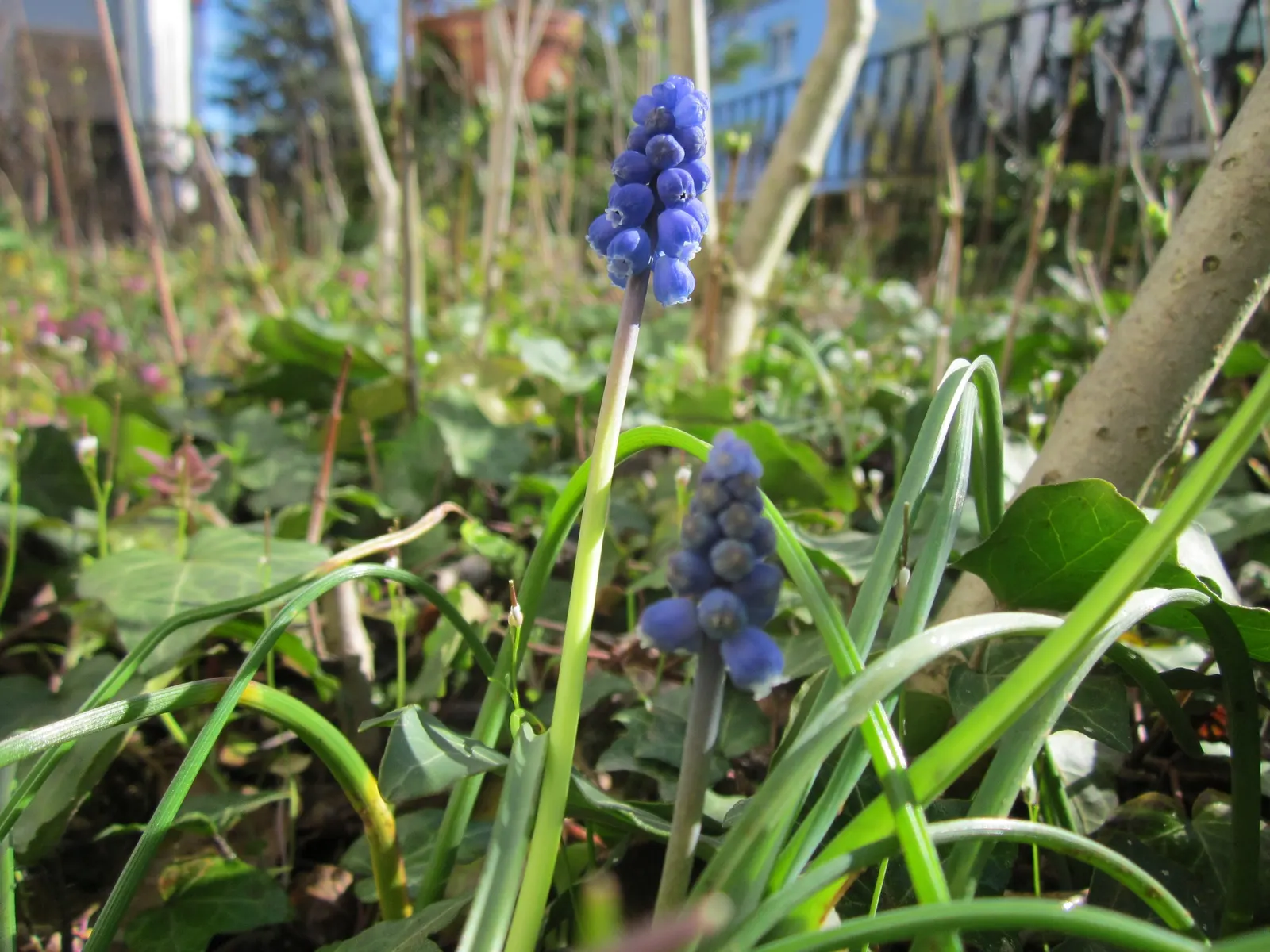 Grape Hyacinth (Muscari Armeniacum) — resembling miniature grapes; this plant is characterized by its densely clustered, image 215
