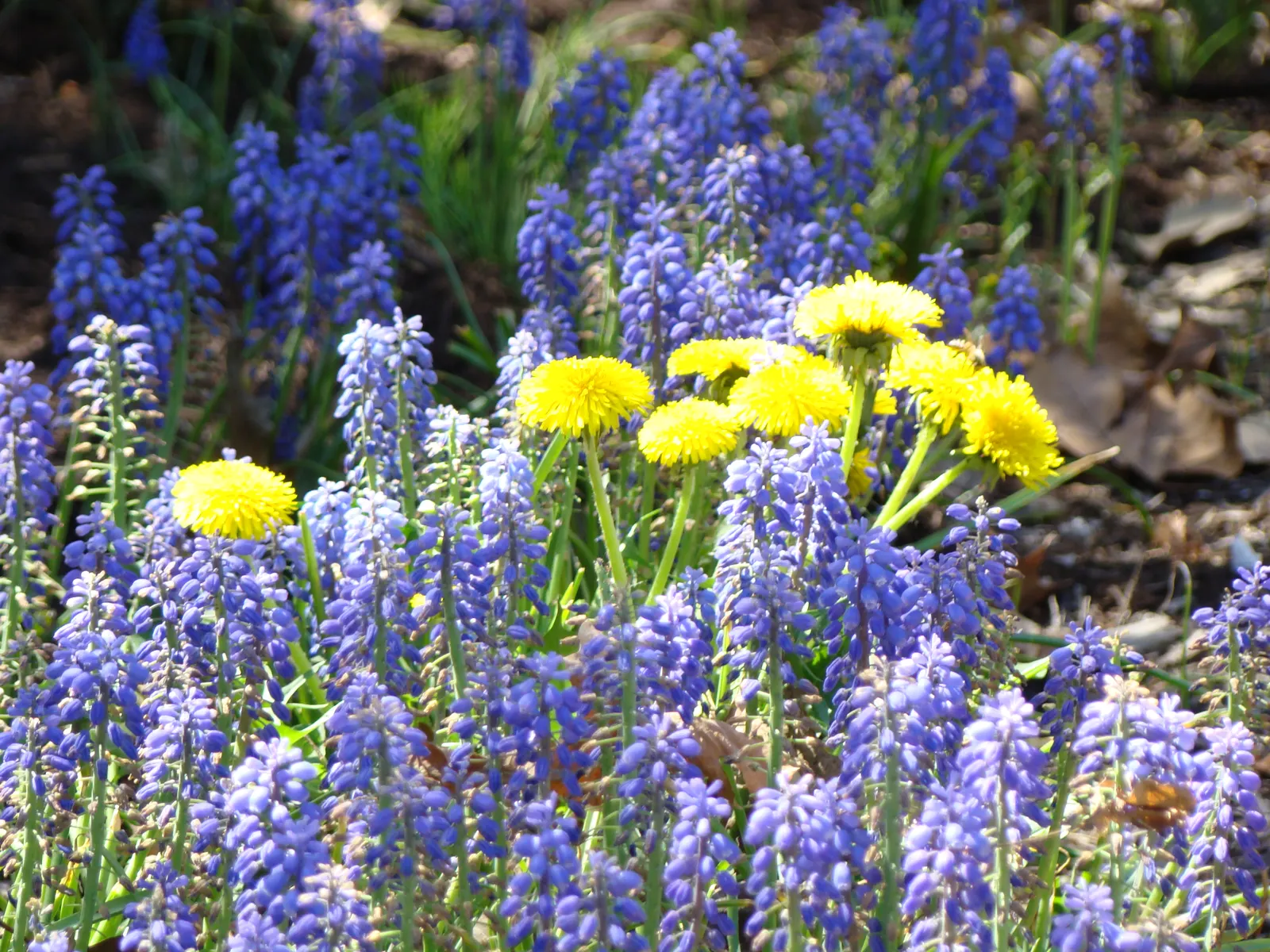 Grape Hyacinth (Muscari Armeniacum) — Grape Hyacinths require marginal maintenance; it also pairs beautifully with other spring bloomers like tulips and