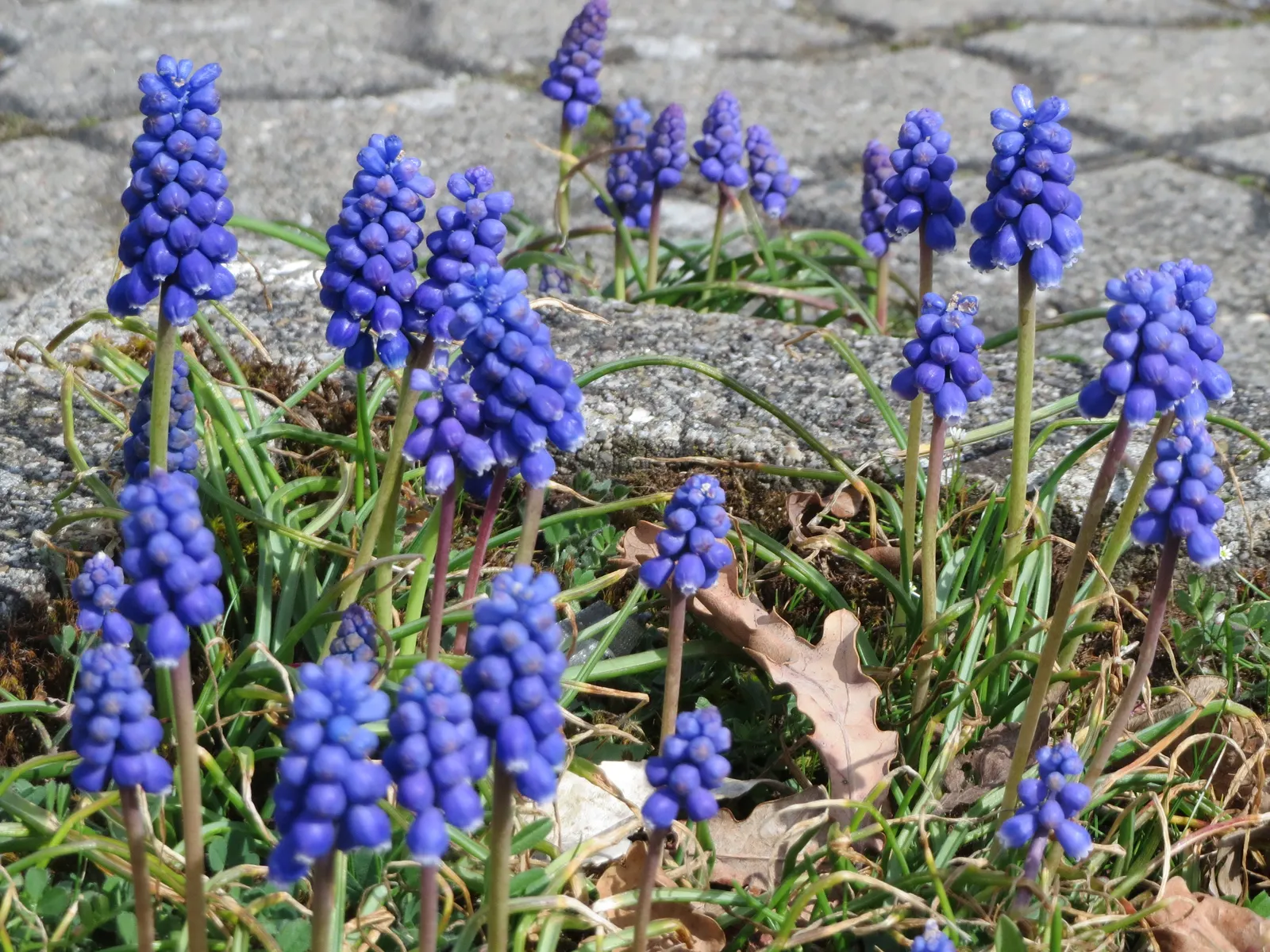 Grape Hyacinth (Muscari Armeniacum) — It also pairs beautifully with other spring bloomers like tulips and daffodils; a planting depth of 3 to 4, image 111