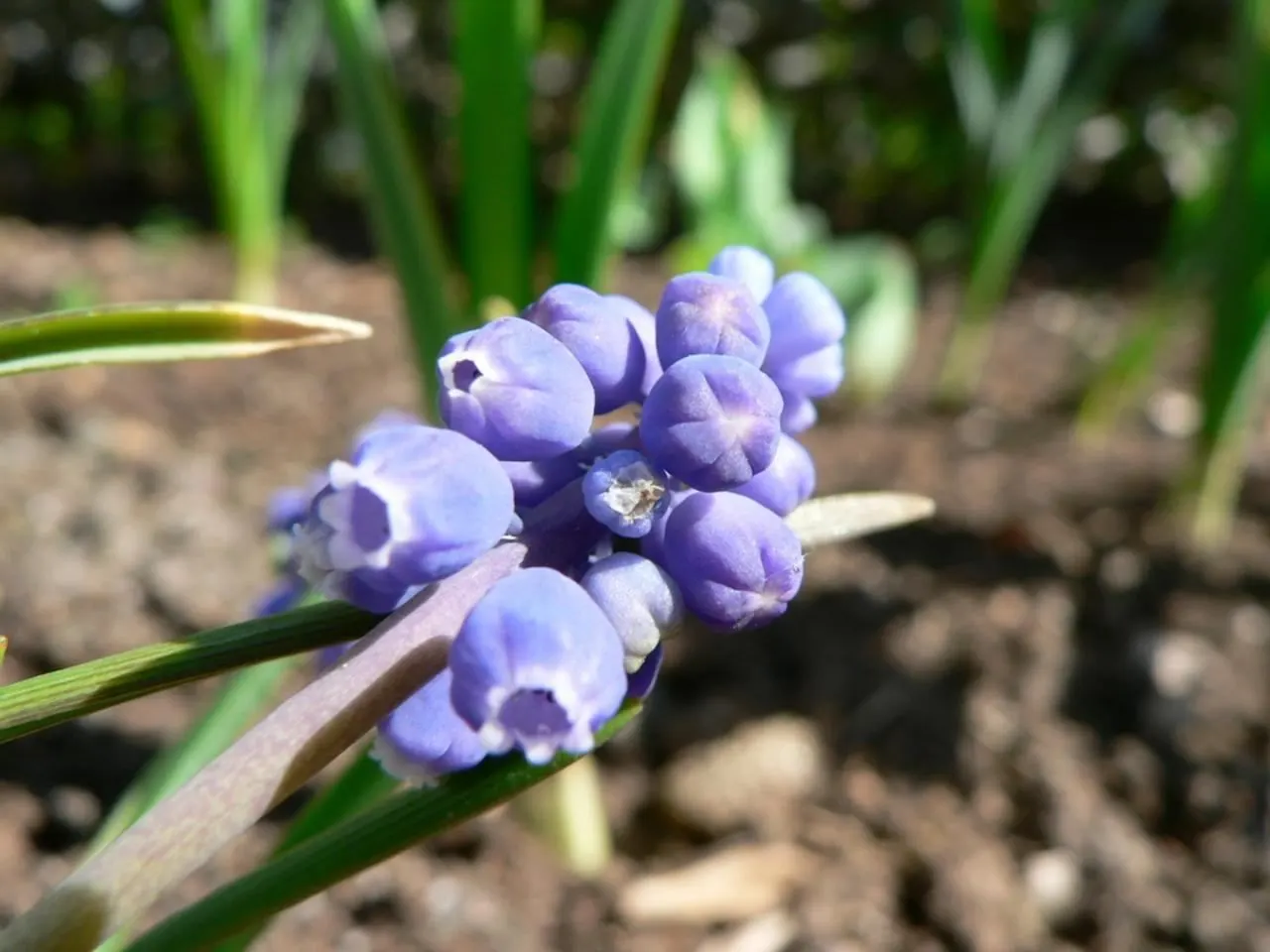 Grape Hyacinth (Muscari Armeniacum) — Once established, it requires minimal maintenance and is deer-resistant; the plant reaches 6-9 inches in, image 142