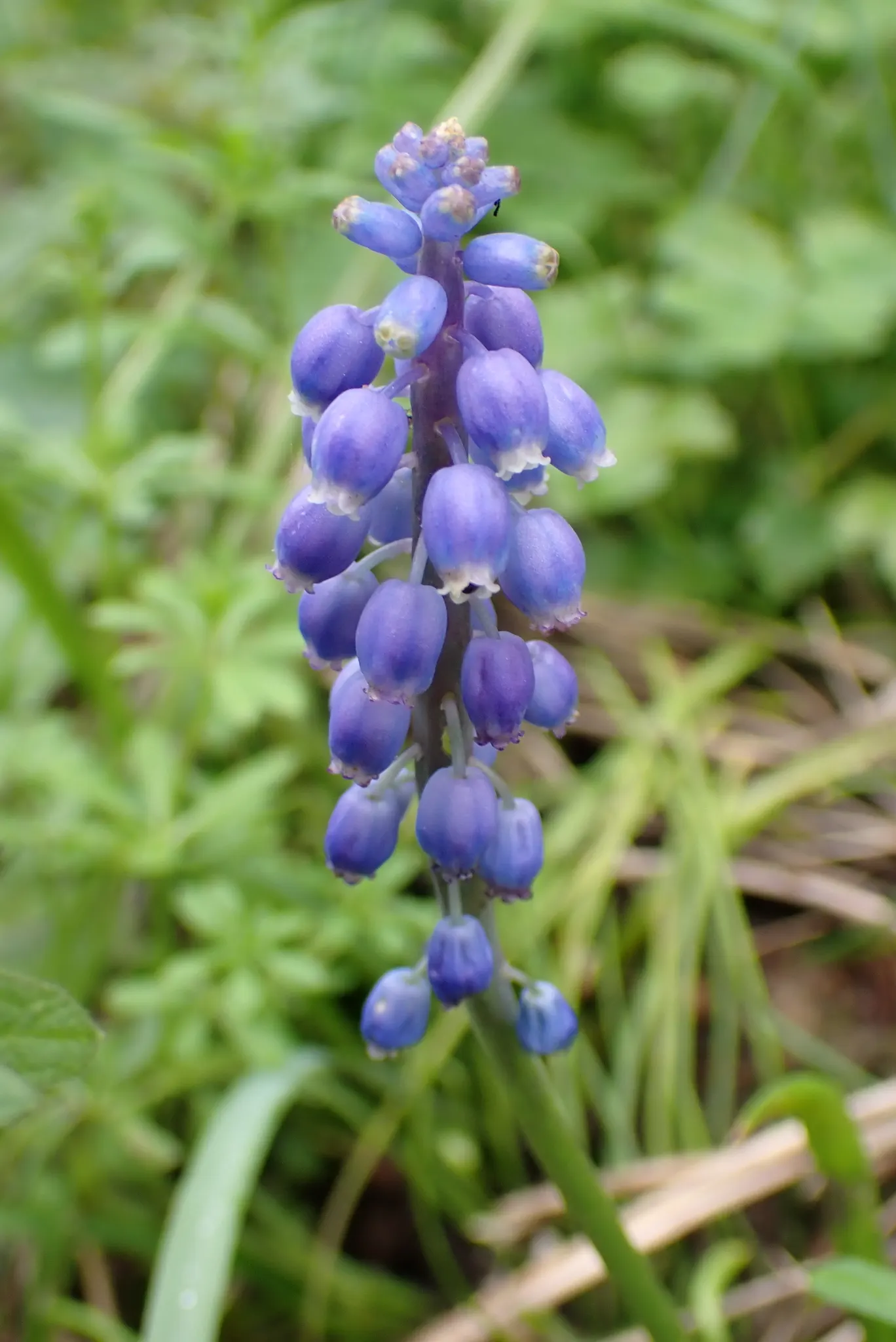 Grape Hyacinth (Muscari Armeniacum) — Grape Hyacinths require marginal maintenance; it also pairs beautifully with other spring bloomers like, image 105
