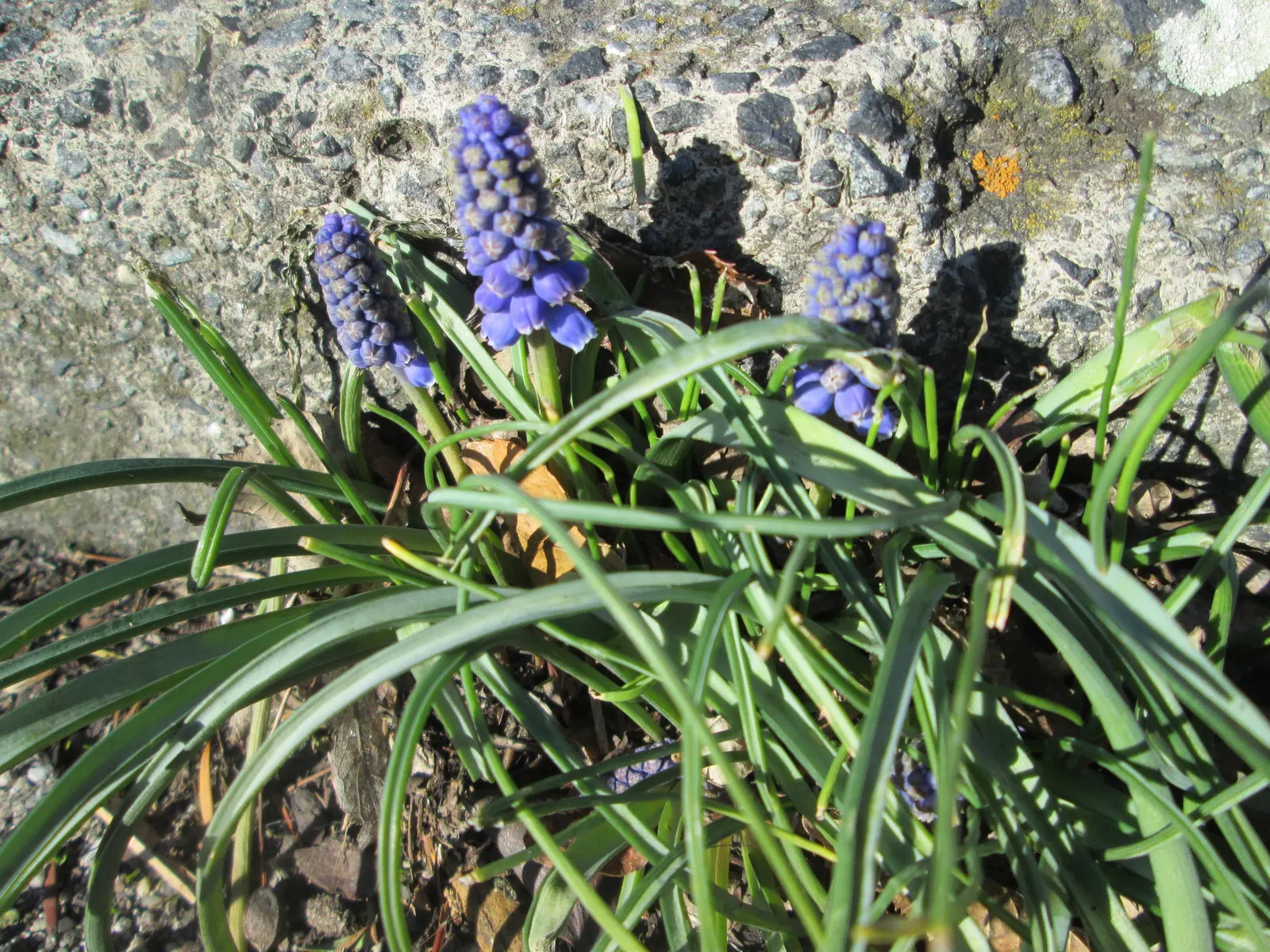 Grape Hyacinth (Muscari Armeniacum) — It also pairs beautifully with other spring bloomers like tulips and daffodils; a planting depth of 3 to 4, image 157