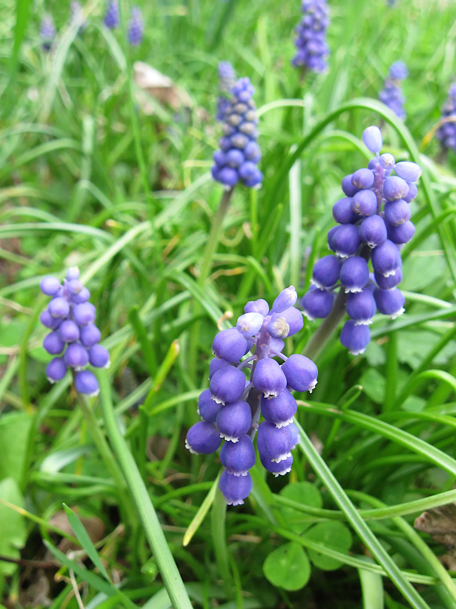 Grape Hyacinth (Muscari Armeniacum) — multiplying and returning with a delightful show year after year; urn-shaped deep blue flowers resembling, image 201