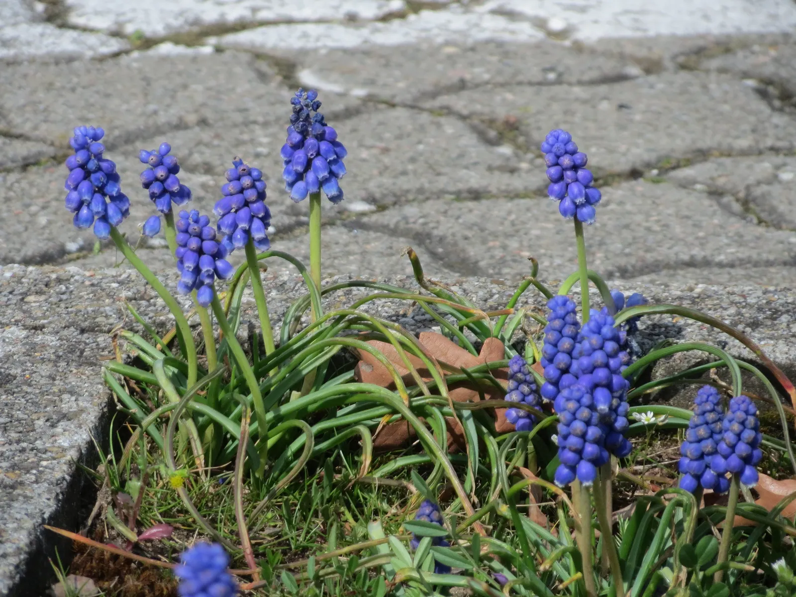 Grape Hyacinth (Muscari Armeniacum) — that bloom in a striking deep cobalt blue with a purplish tinge; making them an effortless choice for both, image 124