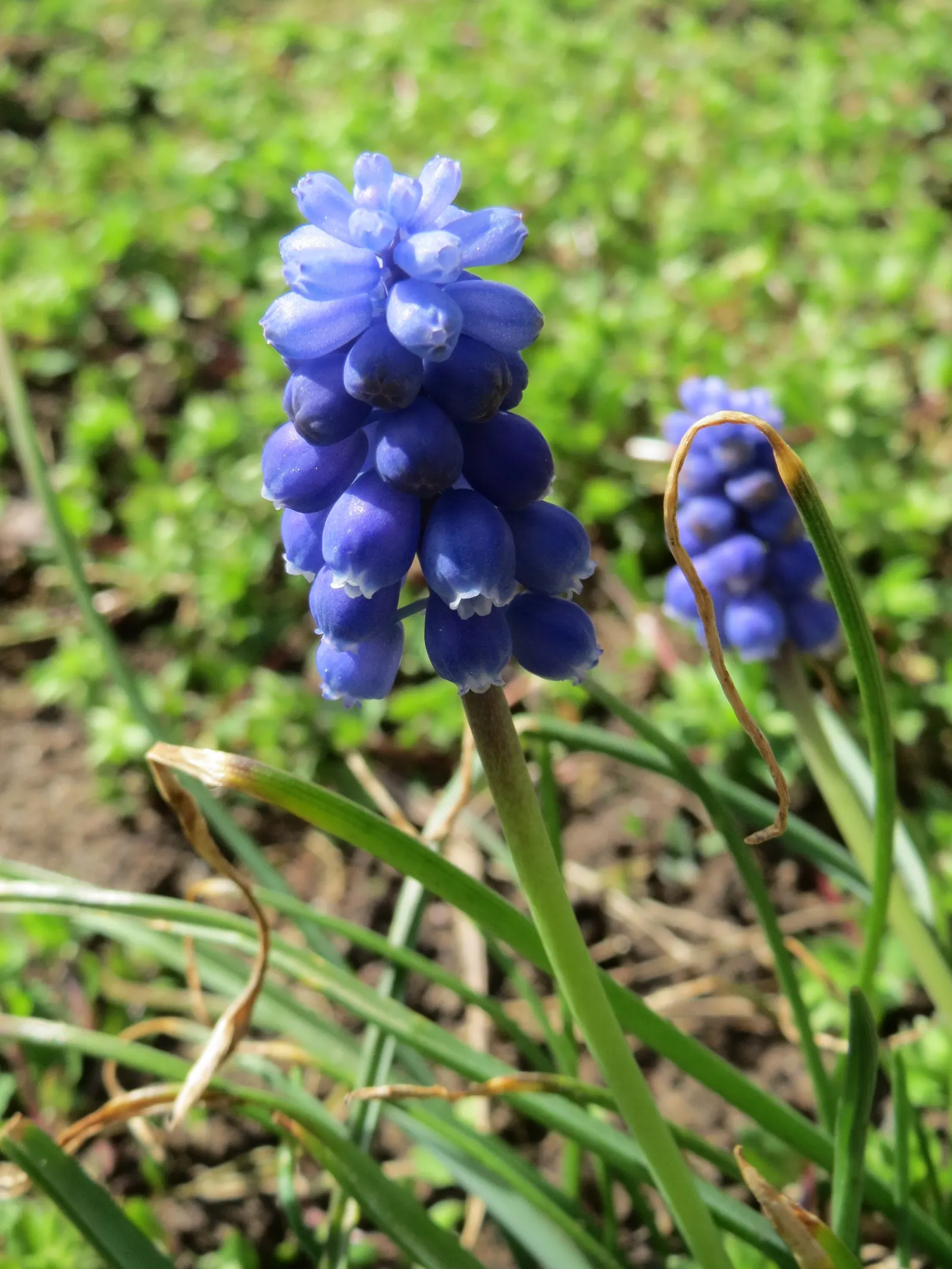 Grape Hyacinth (Muscari Armeniacum) — blue flowers in the garden; is a charming and resilient bulbous perennial that would make an excellent, image 136