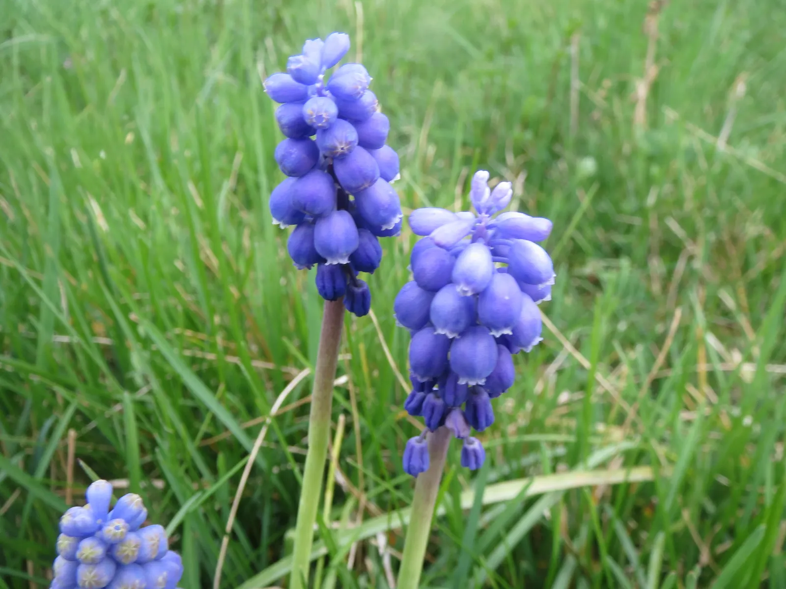Grape Hyacinth (Muscari Armeniacum) — This plant is characterized by its densely clustered; bulb / ground cover for full or half, image 53